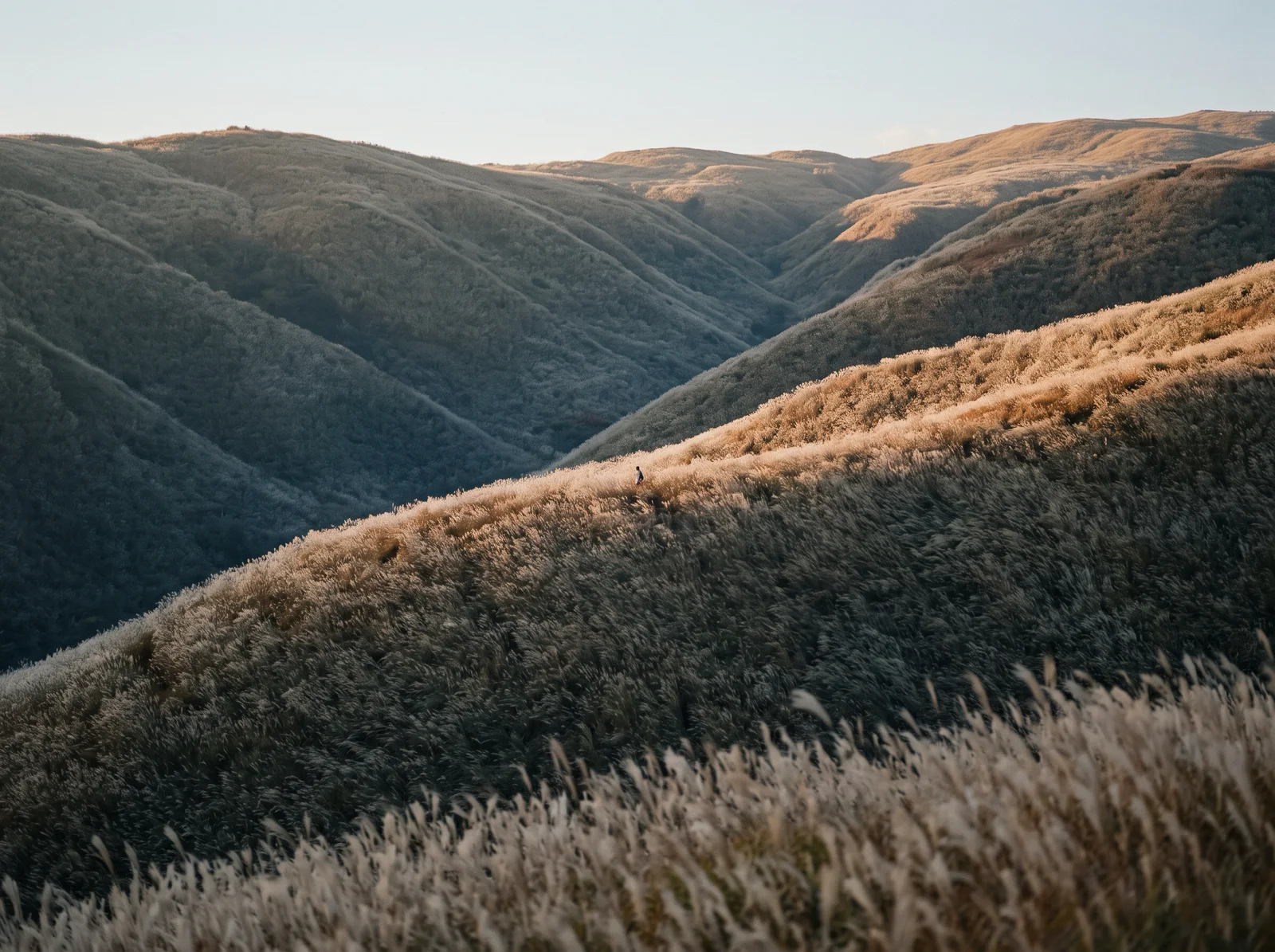 Layered Pampas Grass Ridges in Amber Light — AI-generated photograph