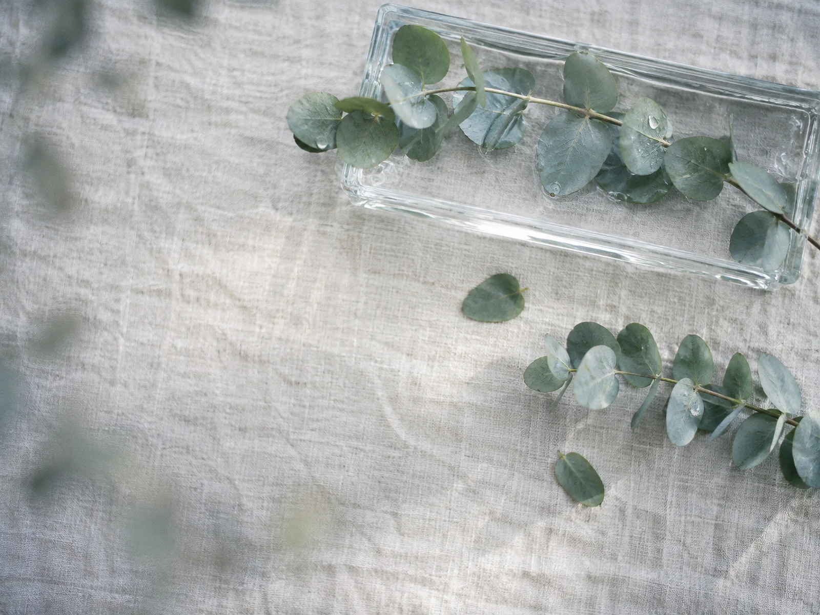 Eucalyptus Beside a Rectangular Glass Tray — AI-generated photograph