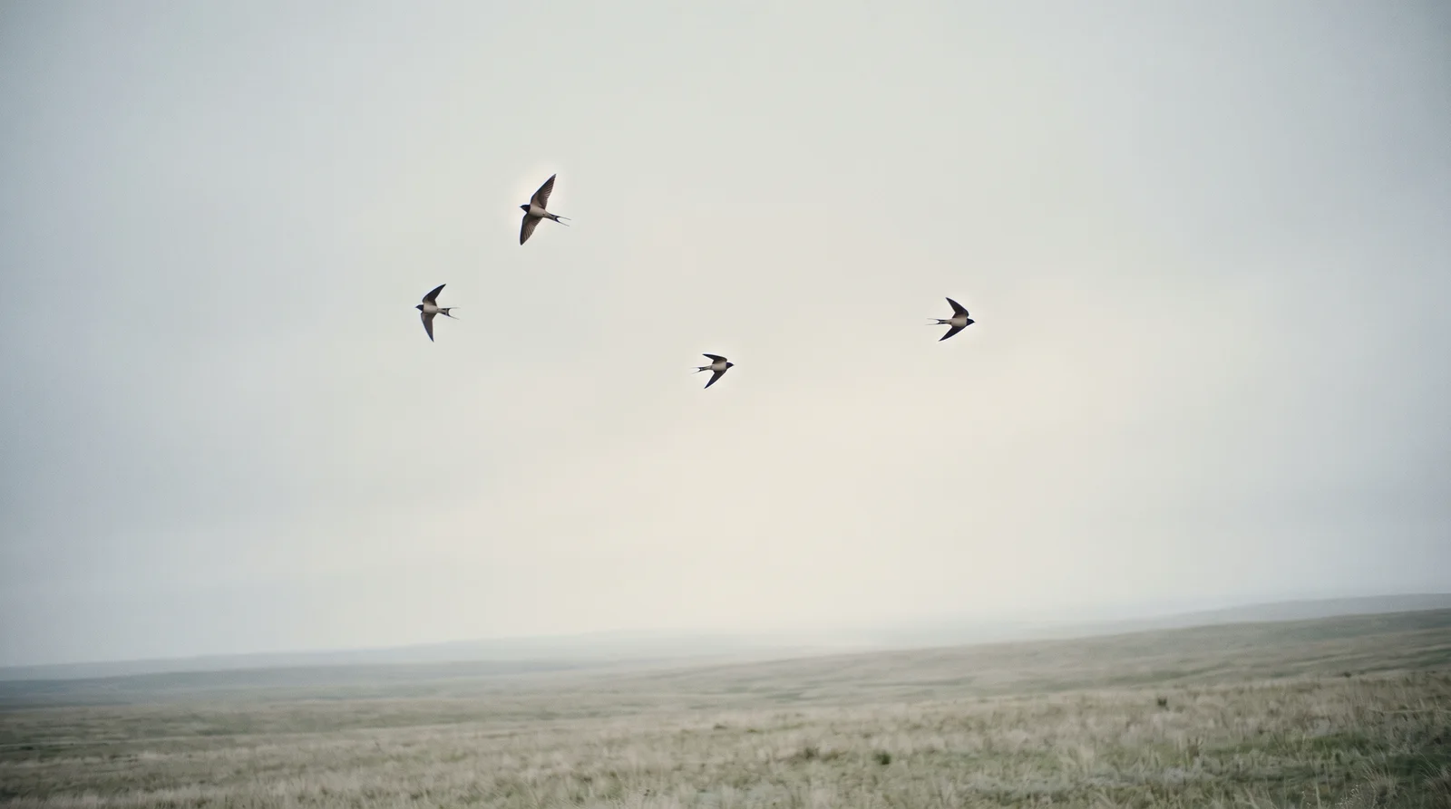 Swallows Over a Pale Overcast Plain — AI-generated photograph