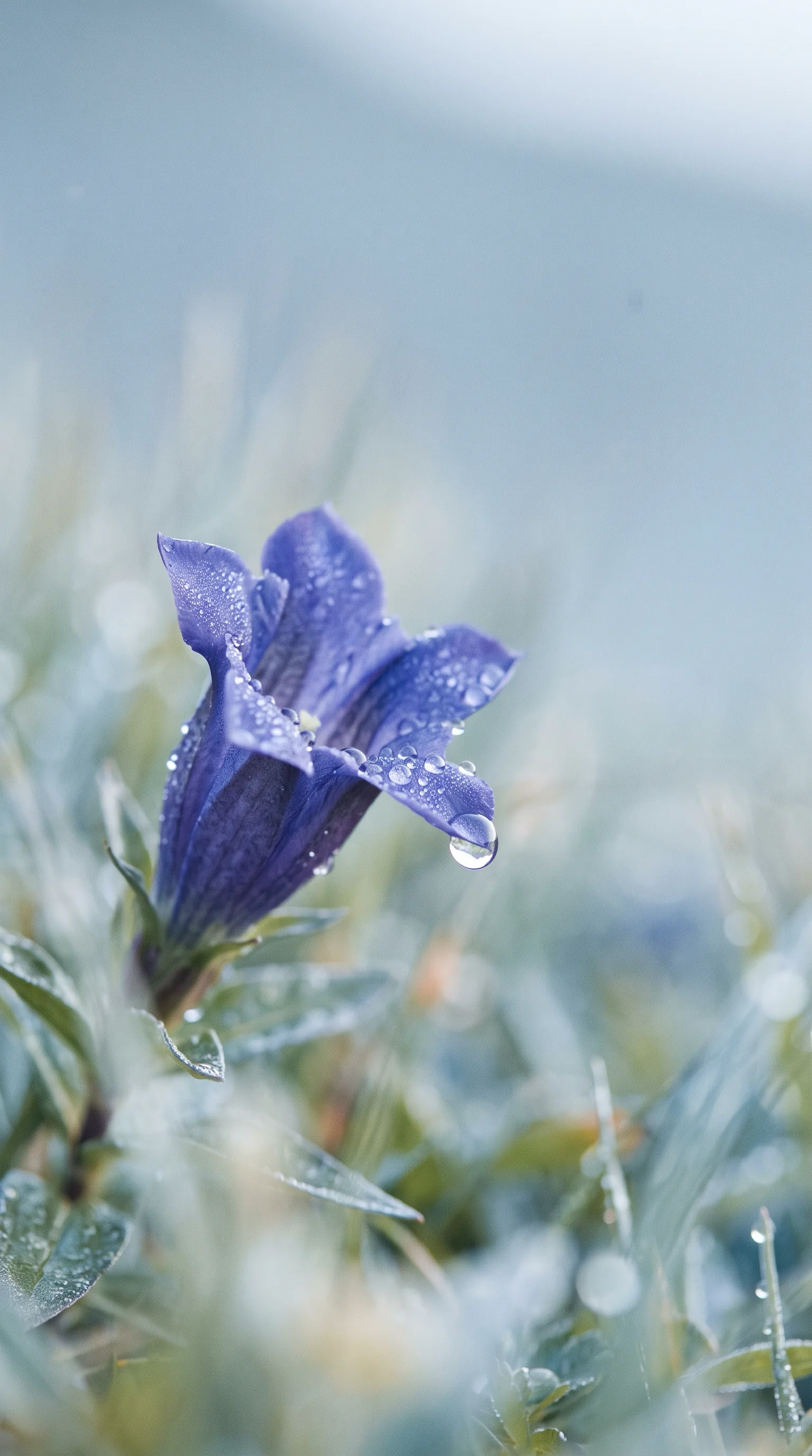 Dew on Blue Gentian Petals in Cool Light — AI-generated photograph