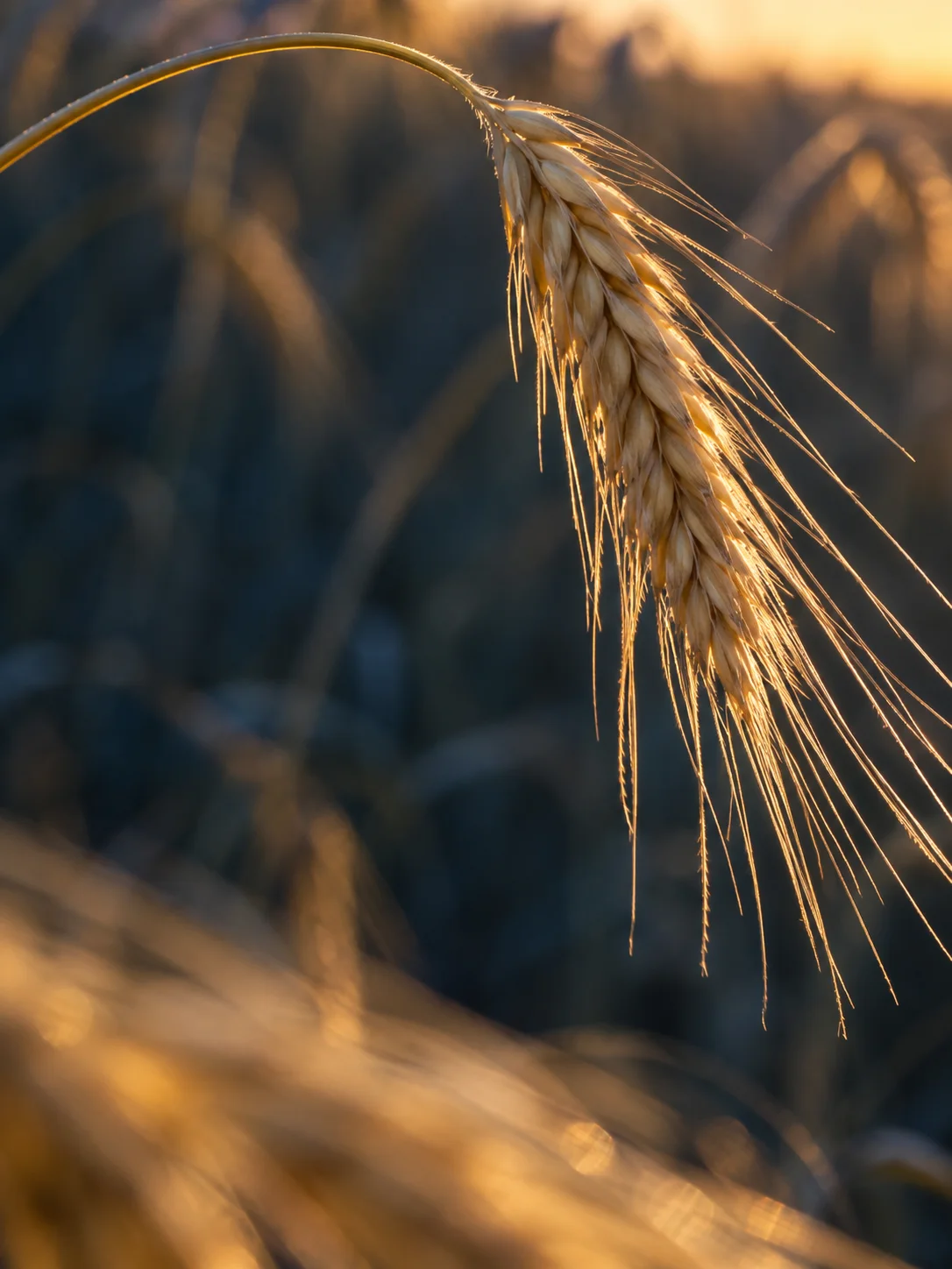 Curved Barley Ear Above Blurred Stems — AI-generated photograph