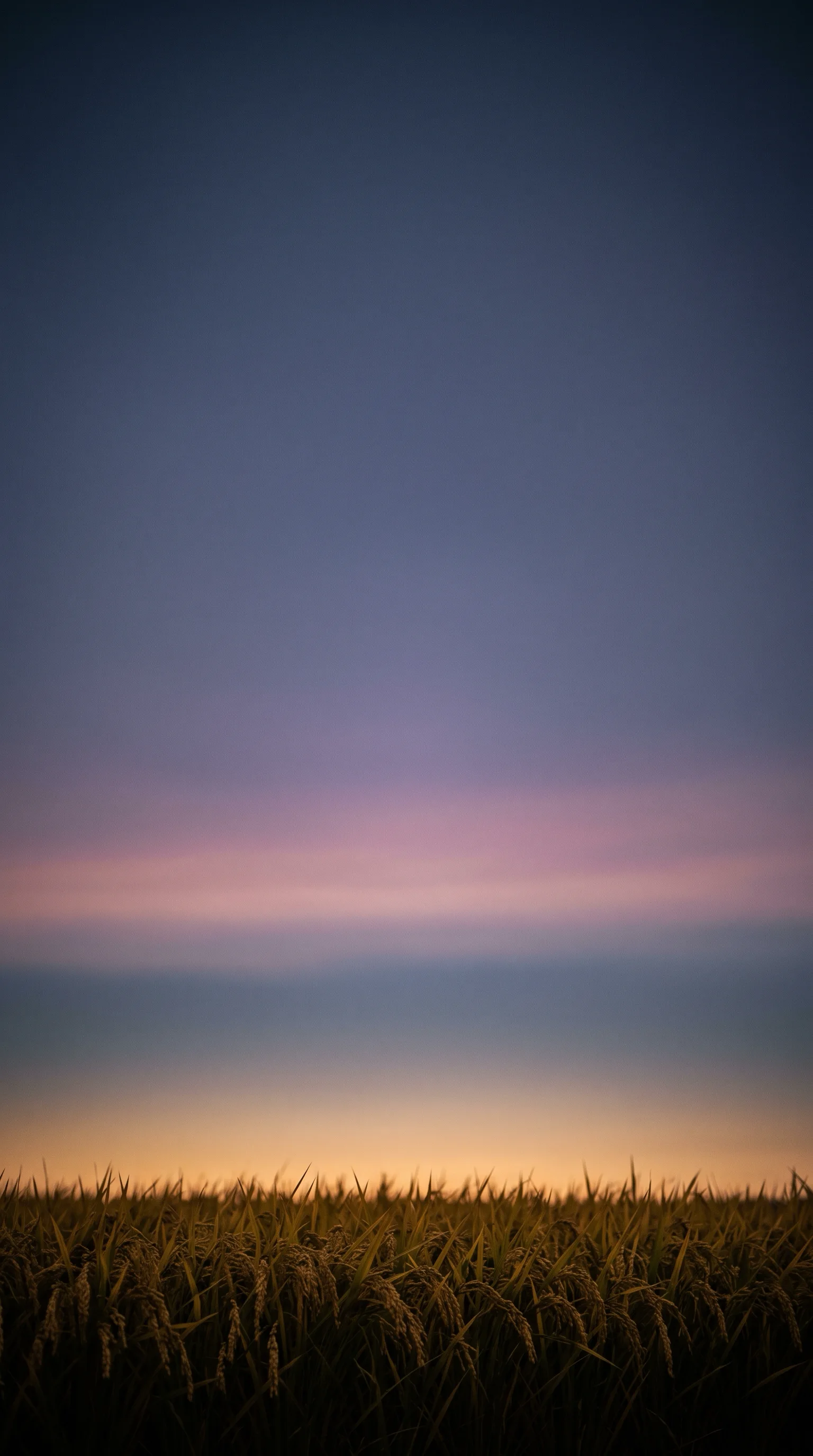 Golden Rice Horizon at Blue Hour — AI-generated photograph