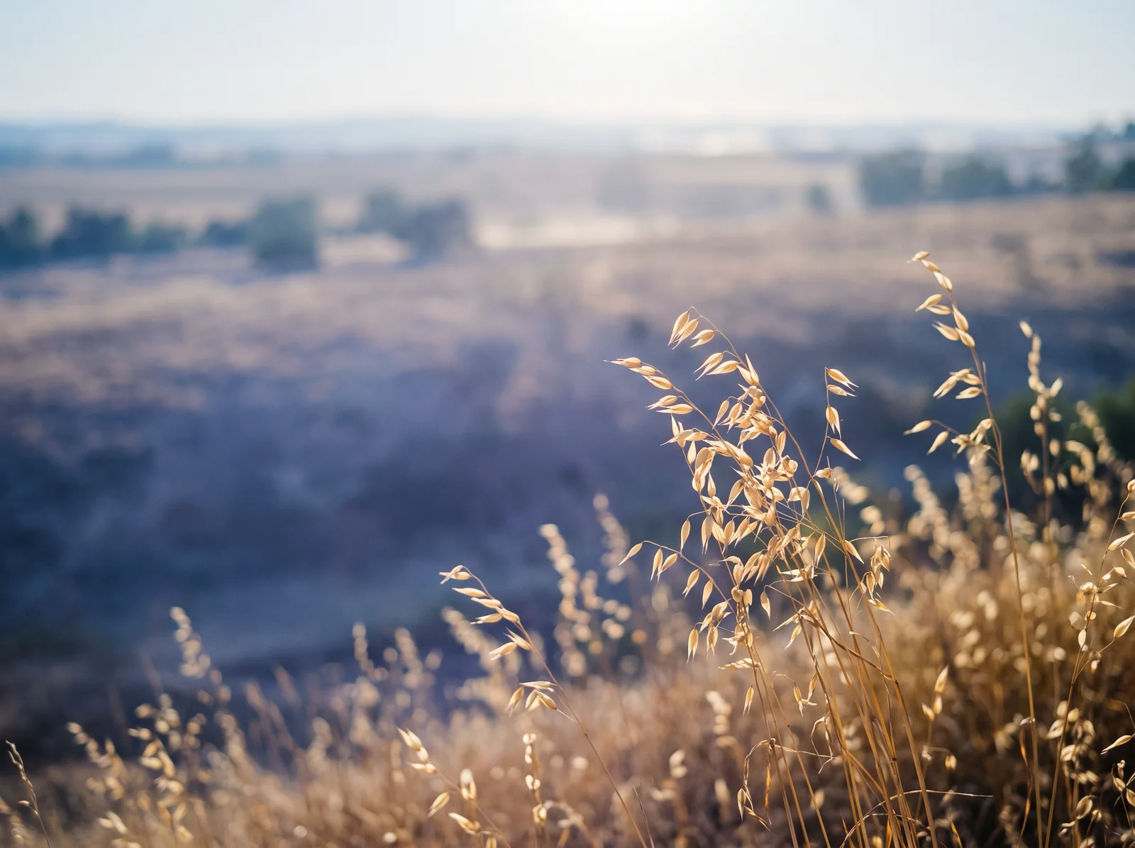 Heat Haze Over a Golden Summer Field — AI-generated photograph