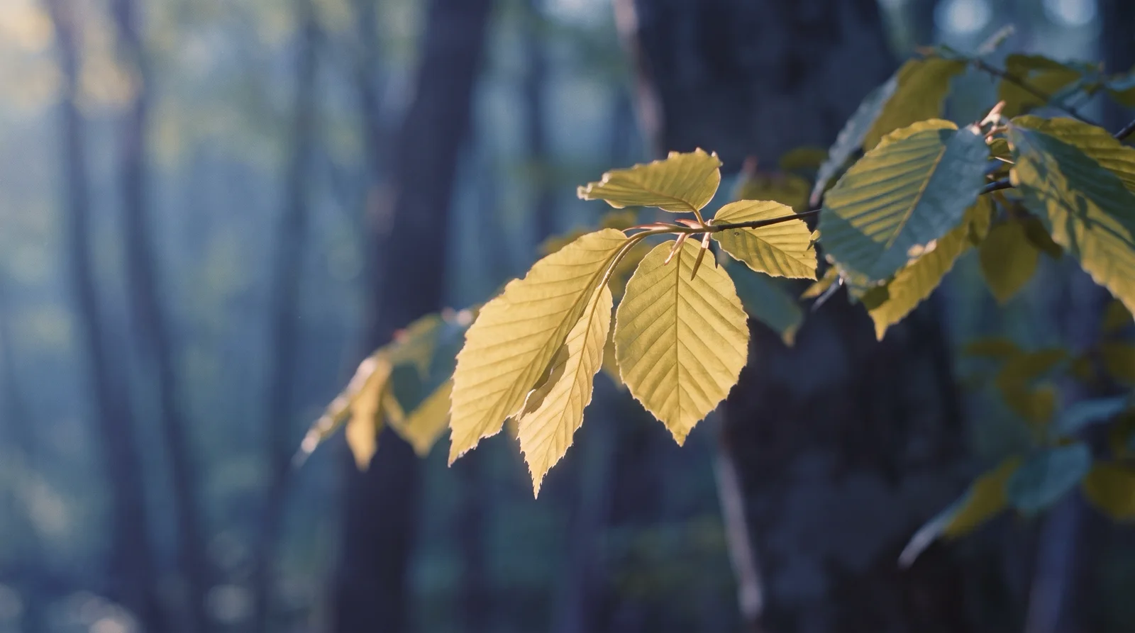 Backlit Fresh-Green Leaves with Misty Depth — AI-generated photograph