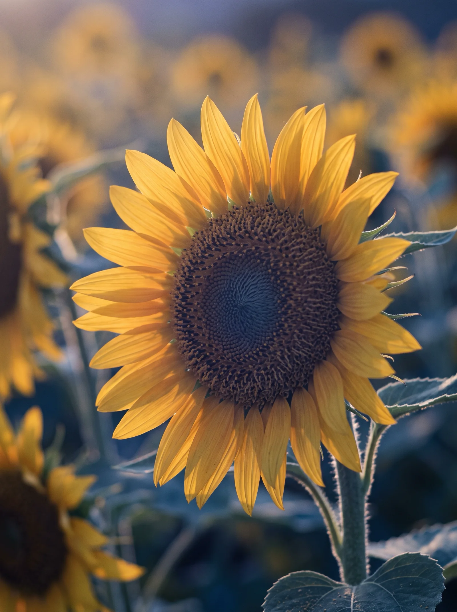 Backlit Sunflower Head With Violet Shadows — AI-generated photograph