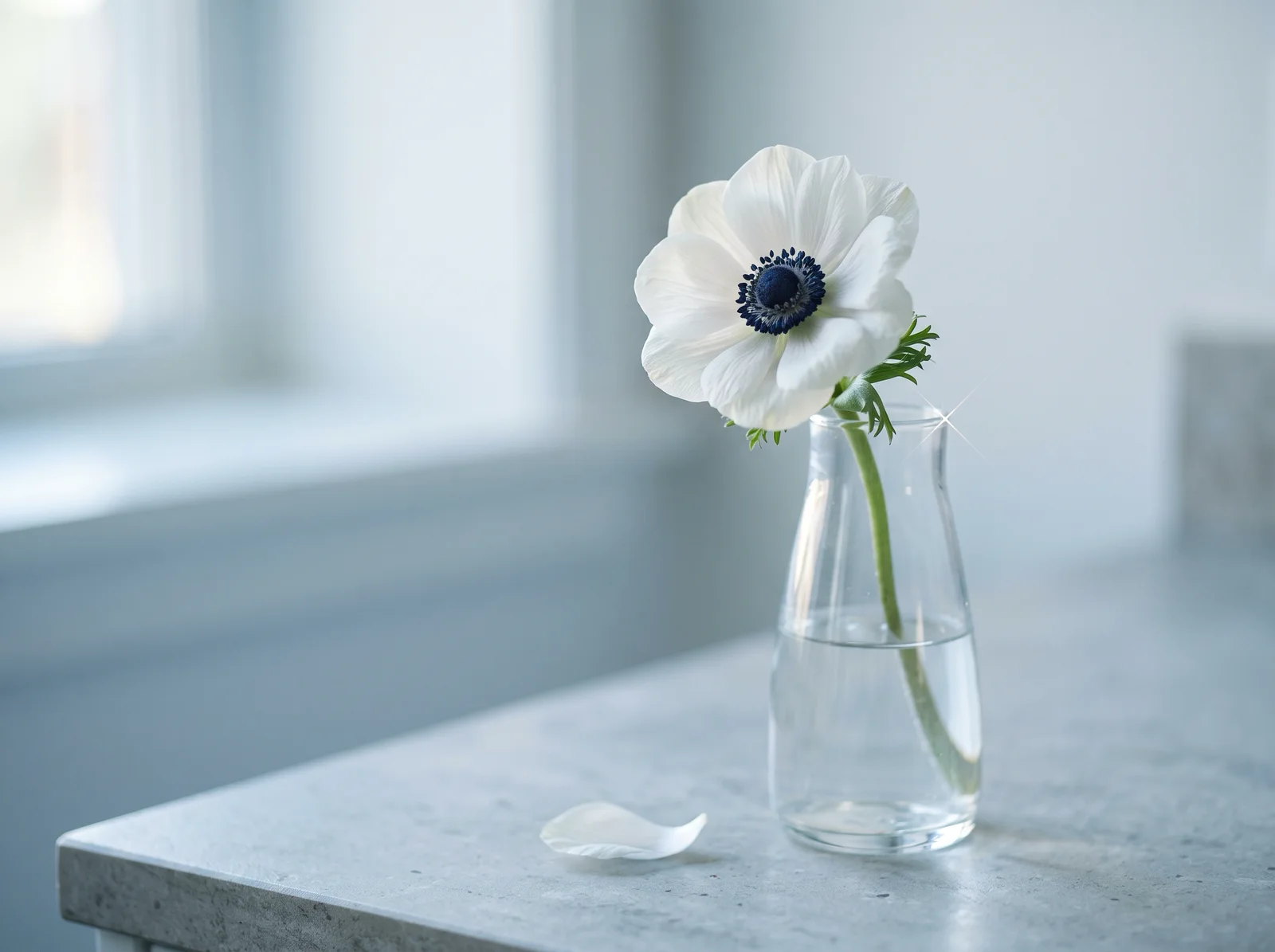 White Anemone in a Glass Vase in Raking Light — AI-generated photograph