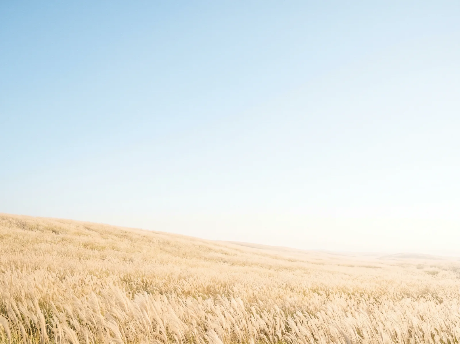 Golden Silver Grass Highland Under a Pale Sky — AI-generated photograph