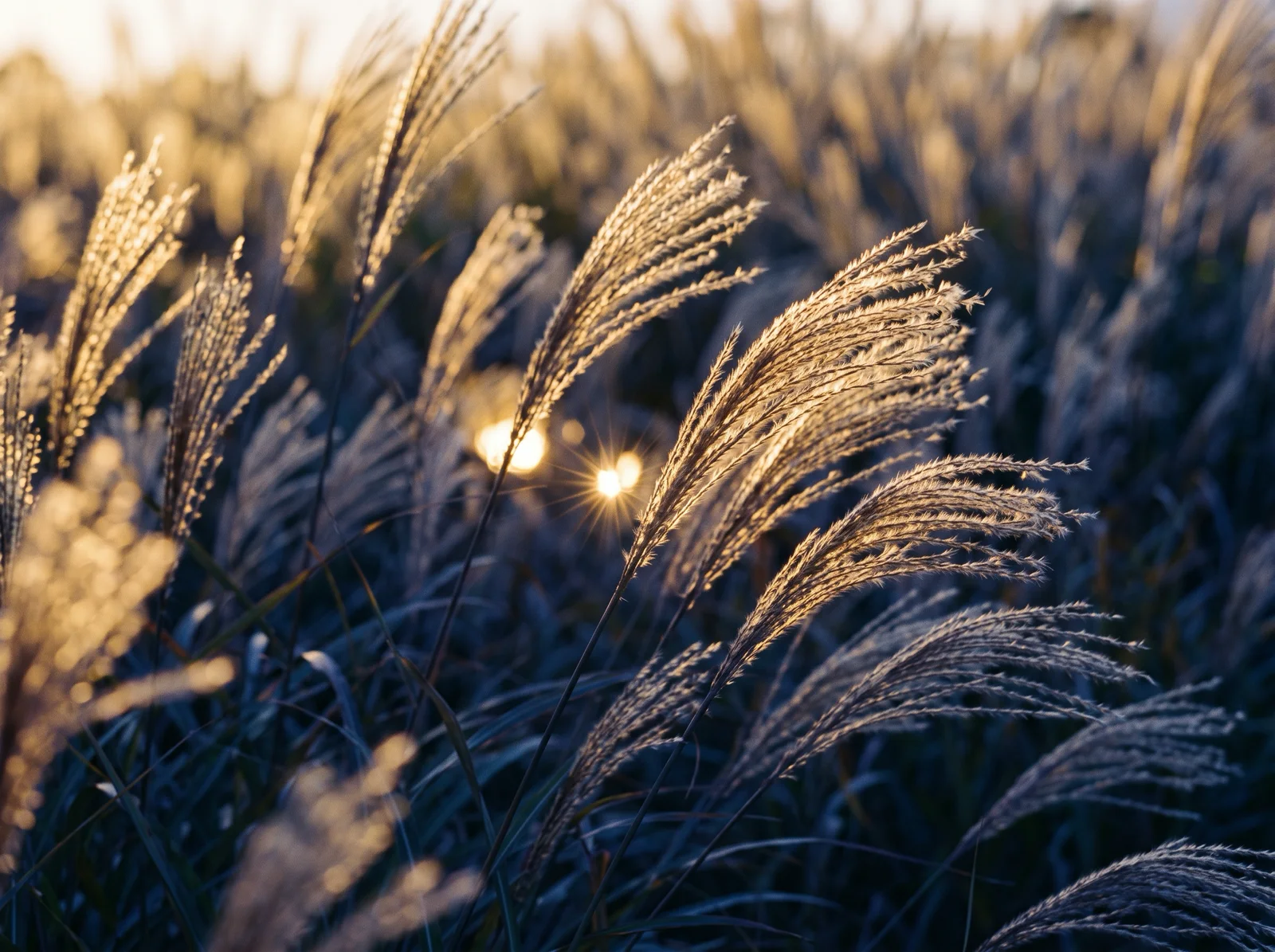 Backlit Silver Grass Plumes at Sunset — AI-generated photograph