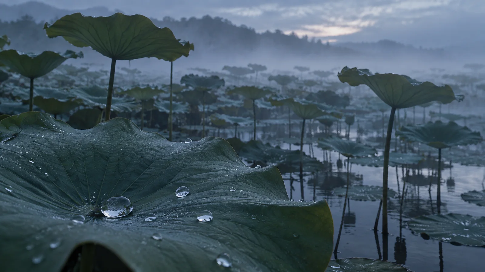 Rain Beads Across a Misty Lotus Pond — AI-generated photograph