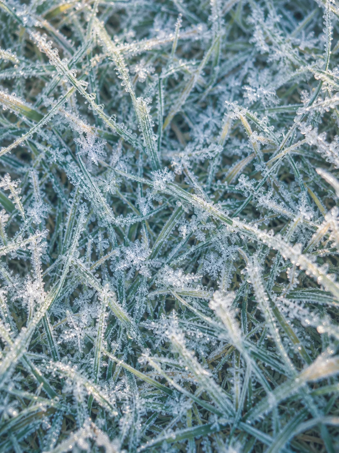 素材_Frost Crystals Across Green Grass — AI-generated photograph