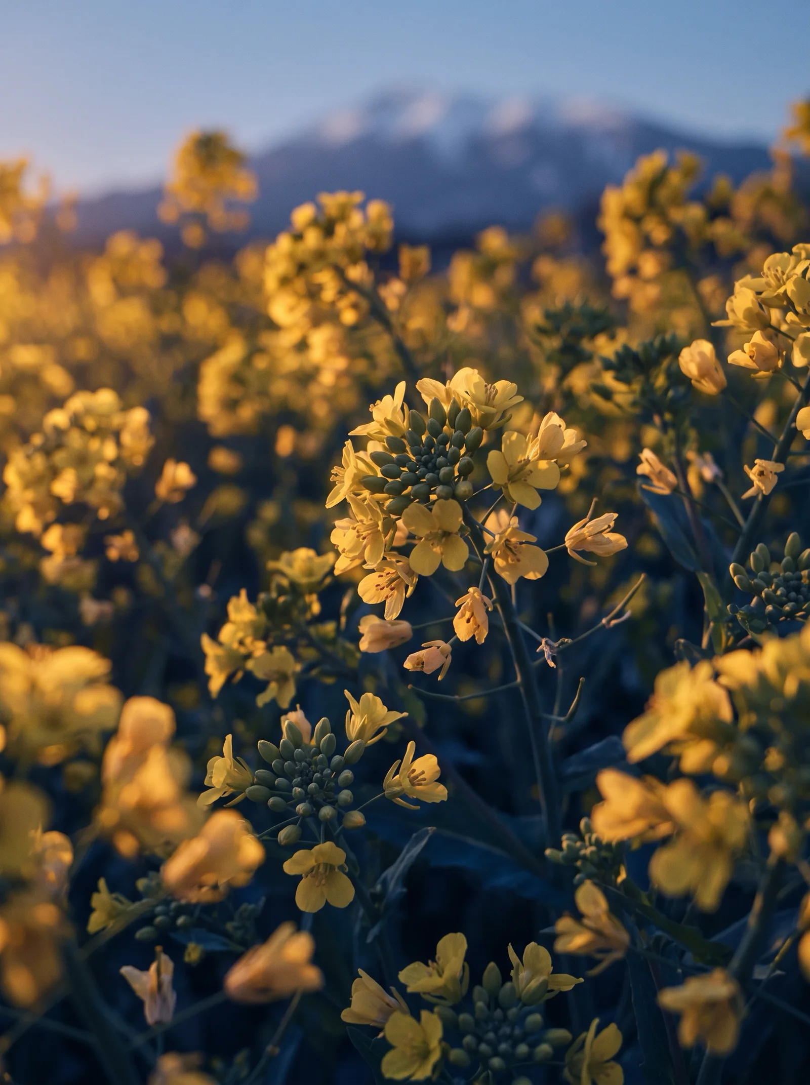 Backlit Rapeseed Blossoms With Violet Shadows — AI-generated photograph