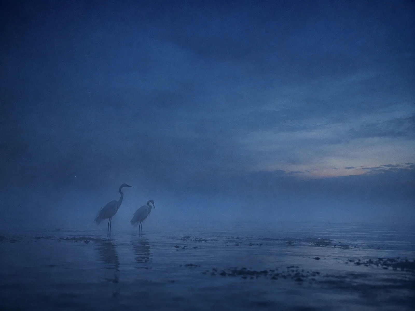 Two Egrets in Blue Water Mist — AI-generated photograph