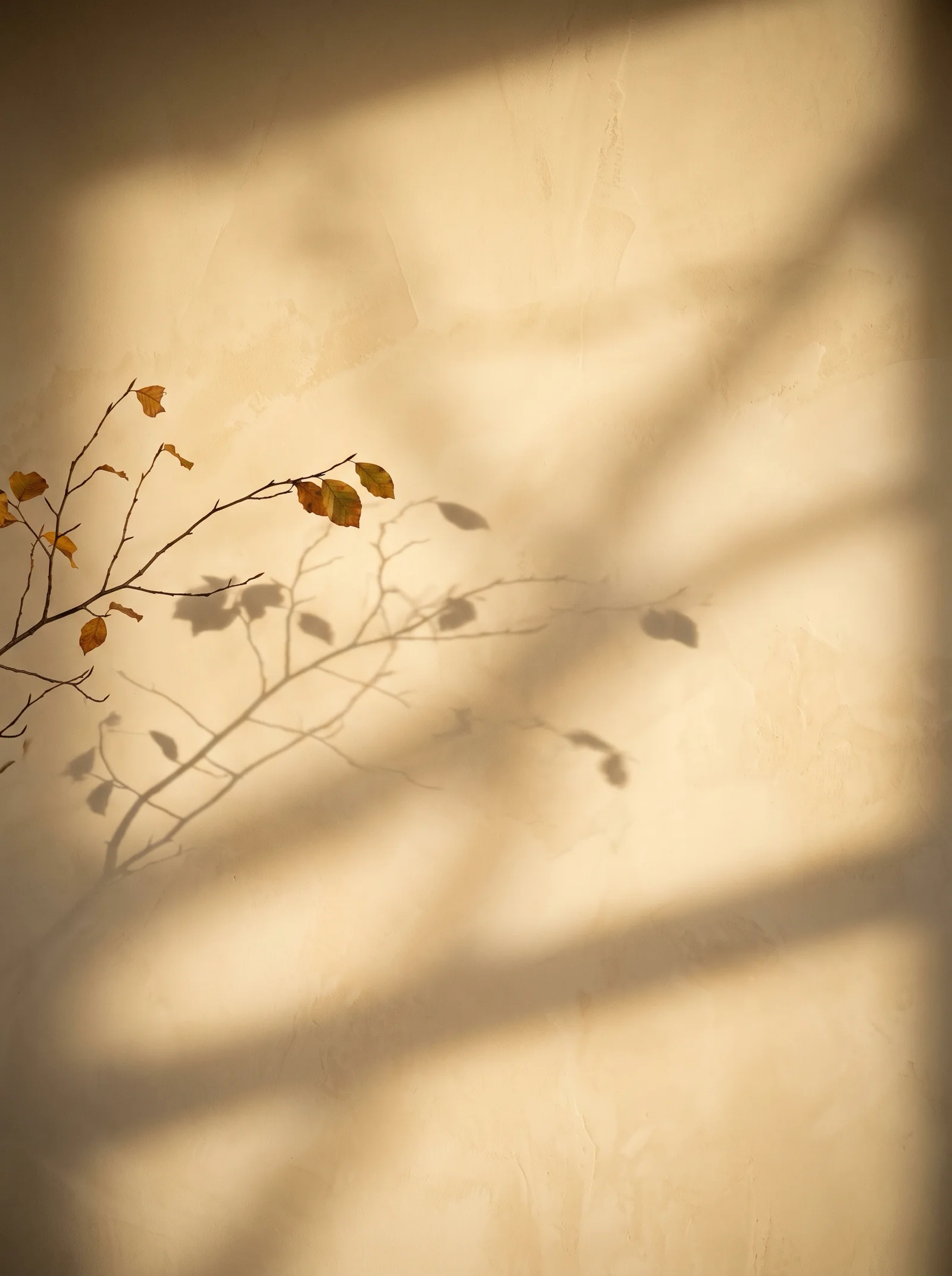 Autumn Branch Shadow on a Cream Plaster Wall — AI-generated photograph