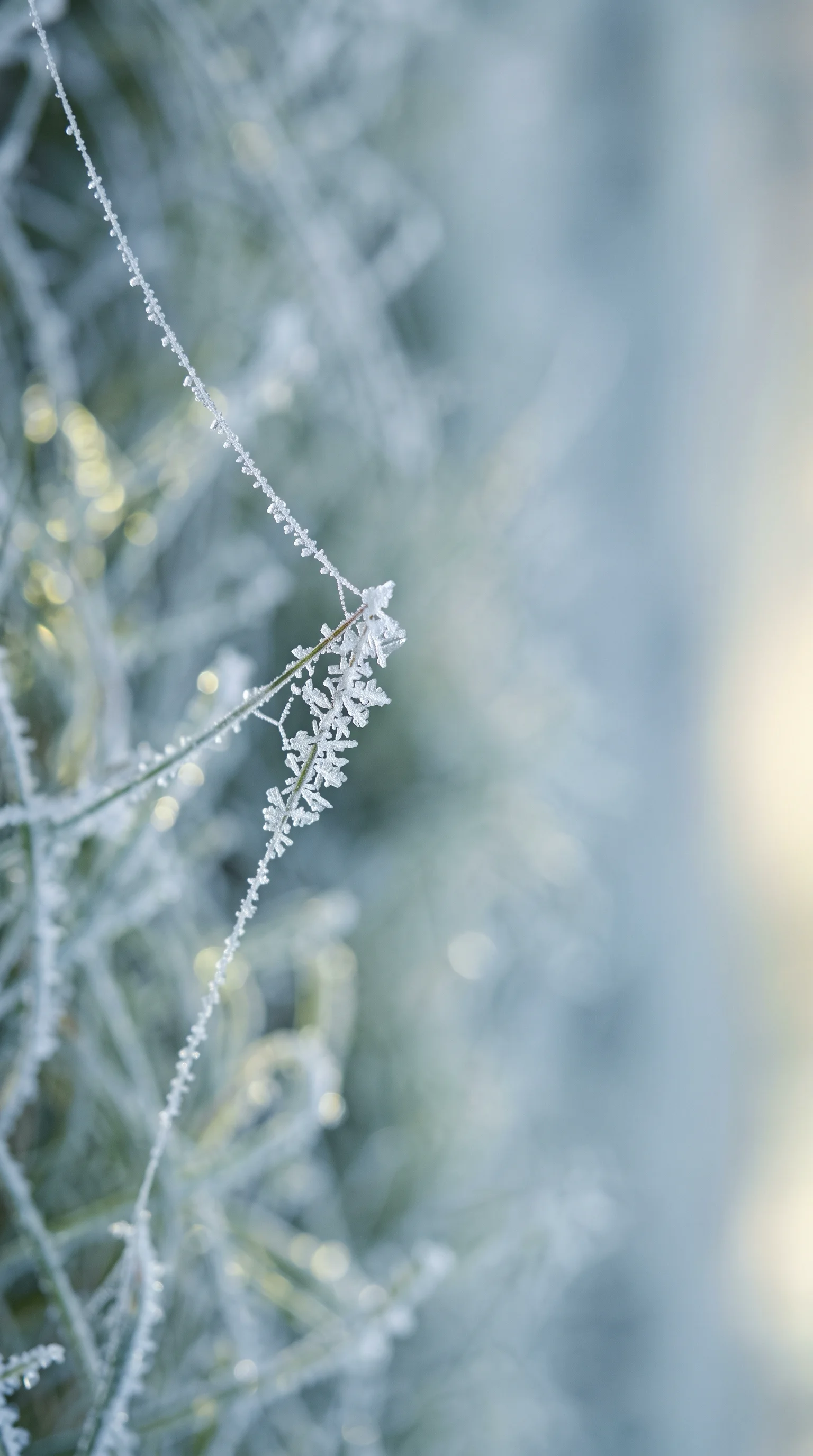 Frosted Spider Silk at Autumn Dawn — AI-generated photograph