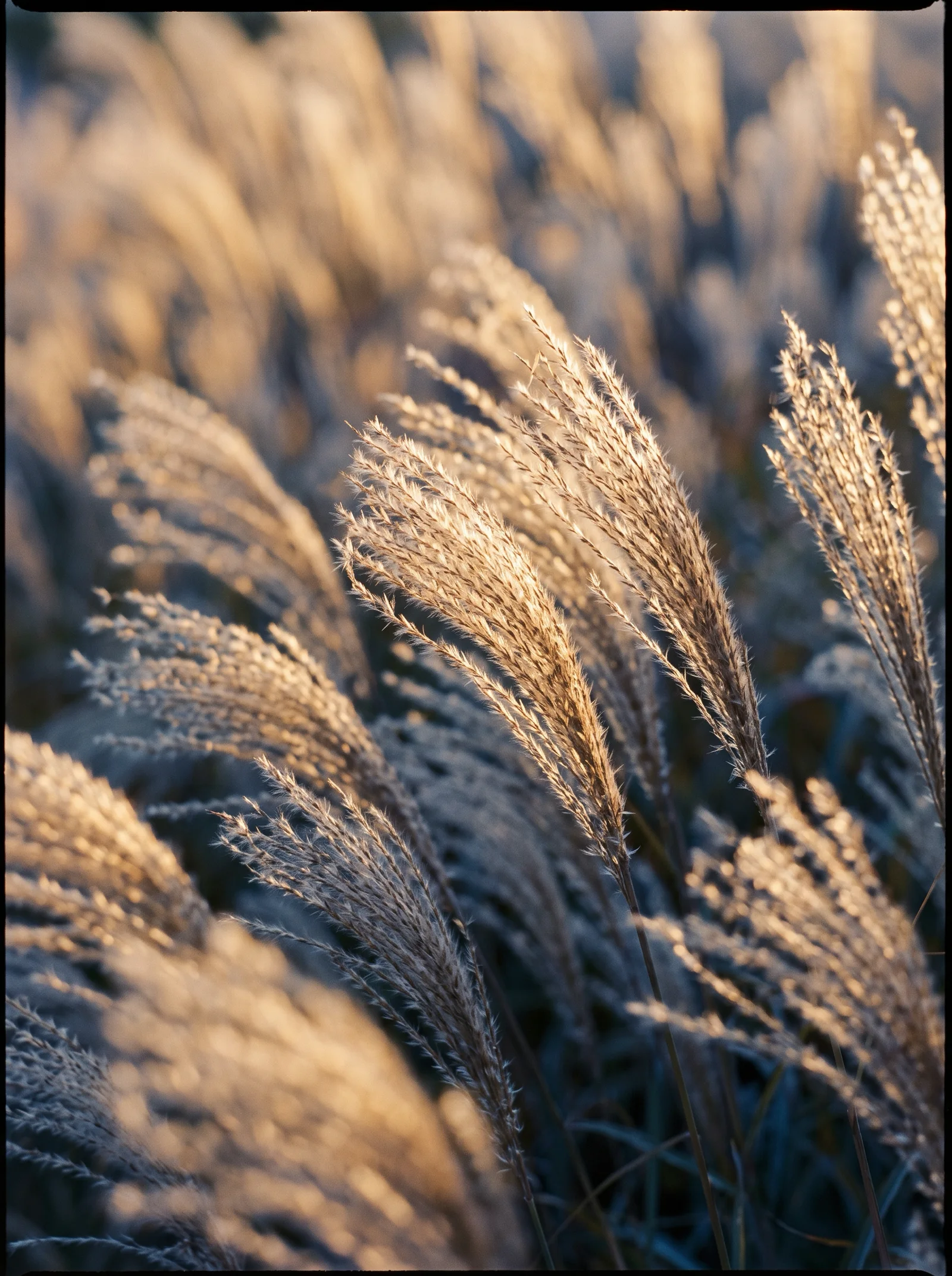 Backlit Pampas Plumes With Violet Shadows — AI-generated photograph