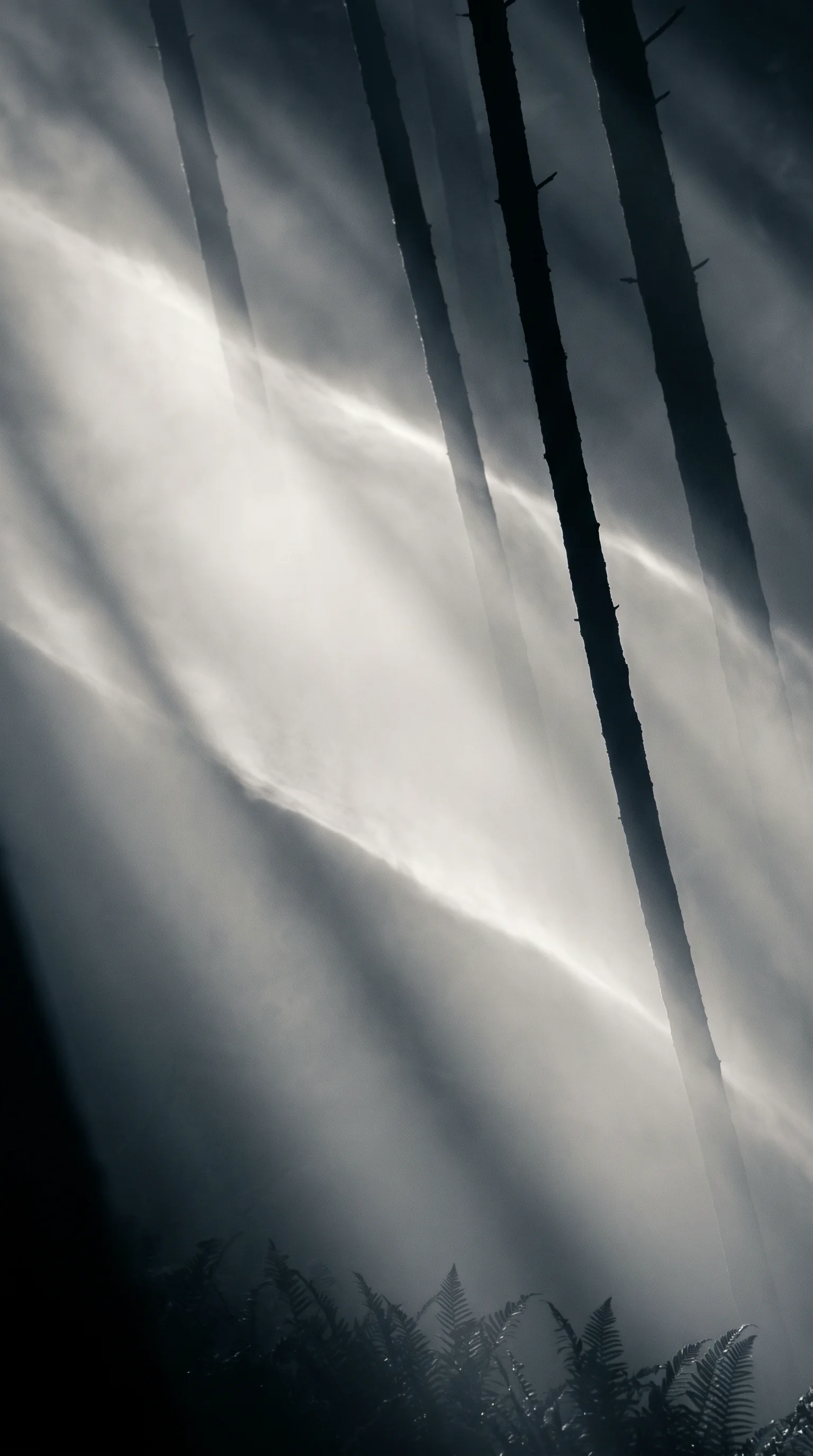 Cedar Trunks Over Misty Ferns in Monochrome — AI-generated photograph