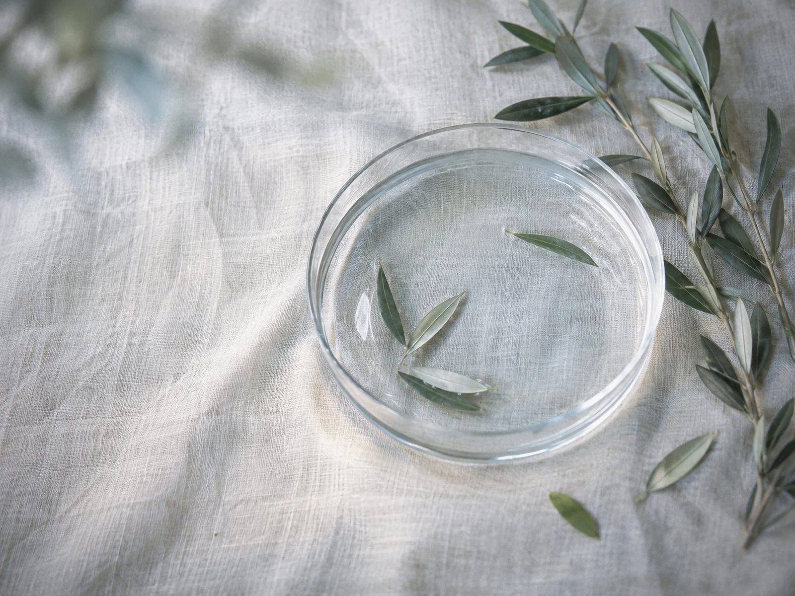 Olive Sprigs Along a Glass Dish — AI-generated photograph