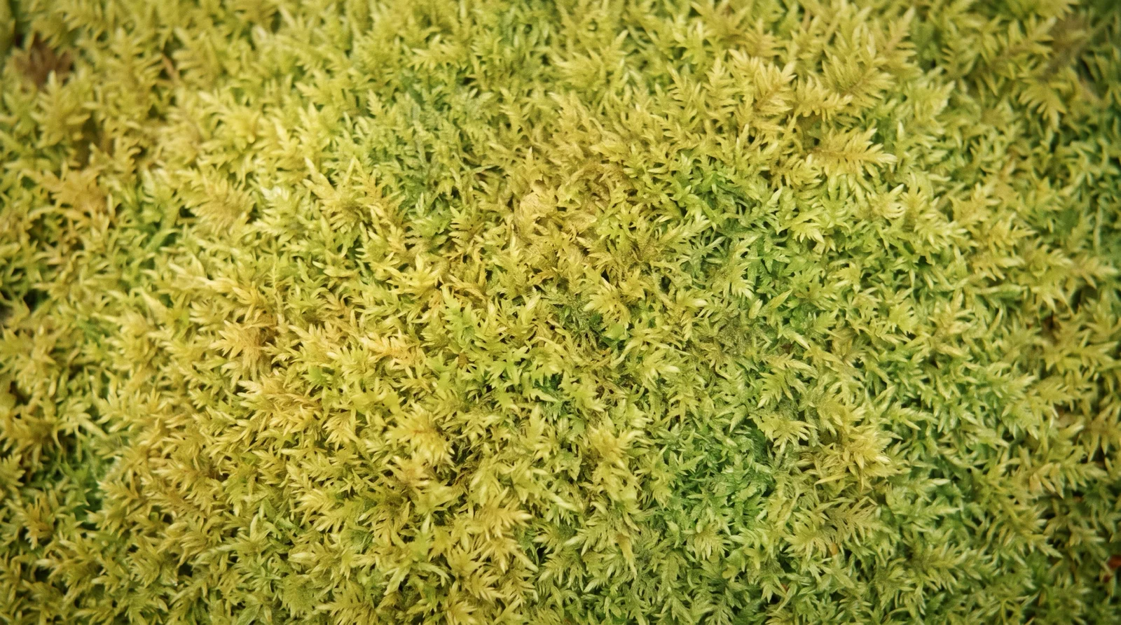Golden Green Moss Carpet in Warm Light — AI-generated photograph
