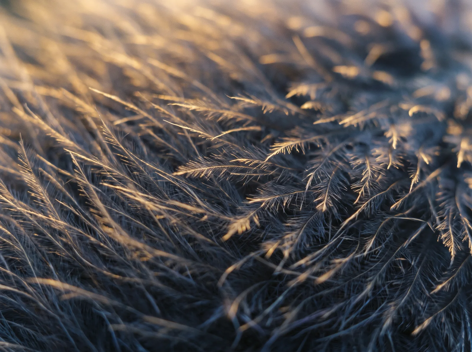 Golden Feather Barbs With Violet Shadows — AI-generated photograph