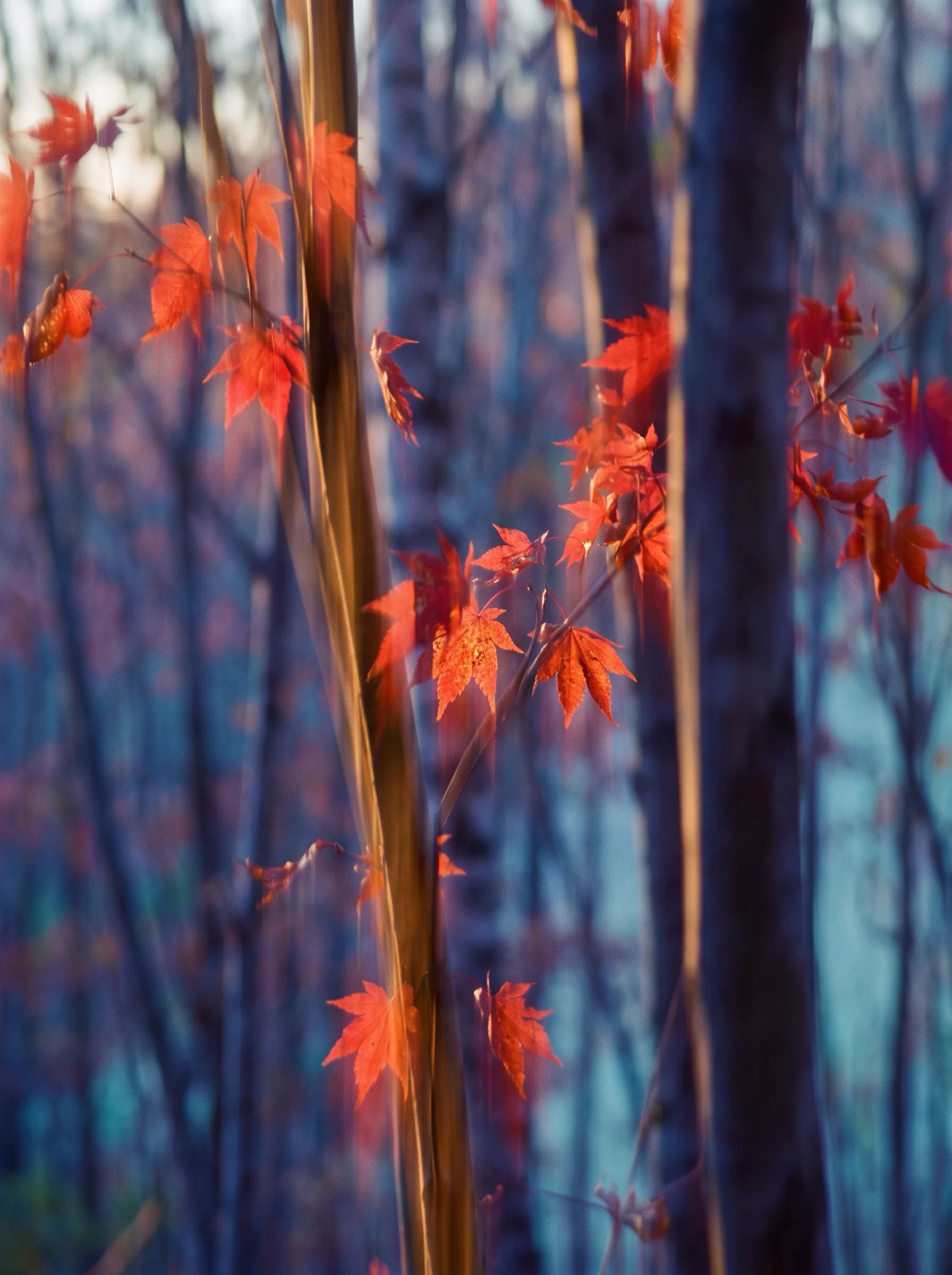 Streaked Crimson Foliage in Misty Woods — AI-generated photograph