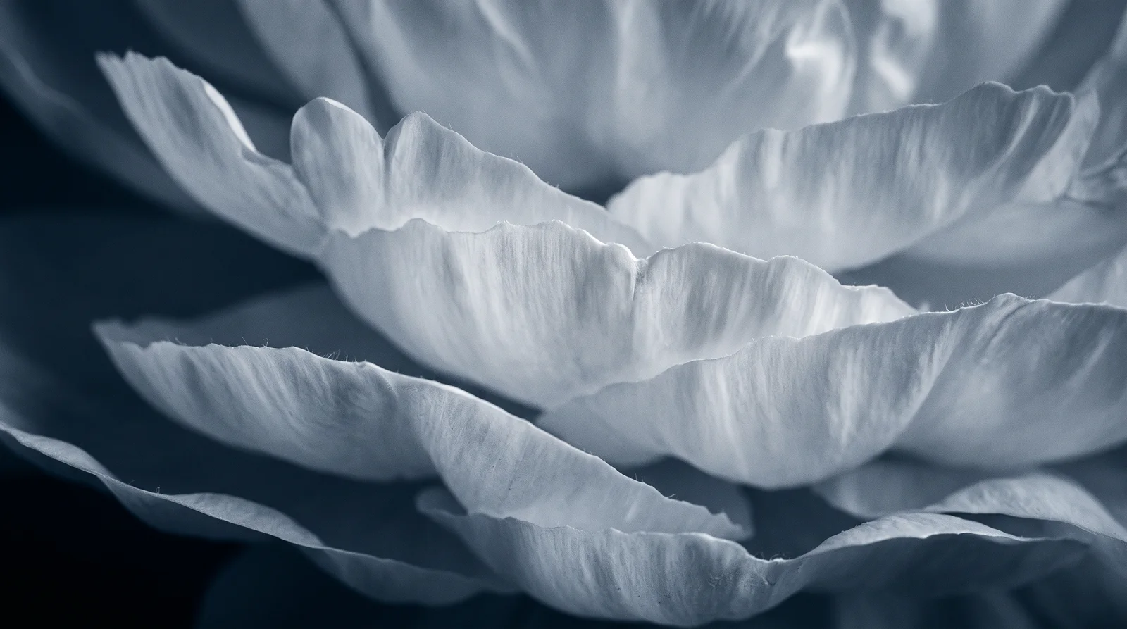 White Peony Petals in Blue-Toned Monochrome — AI-generated photograph