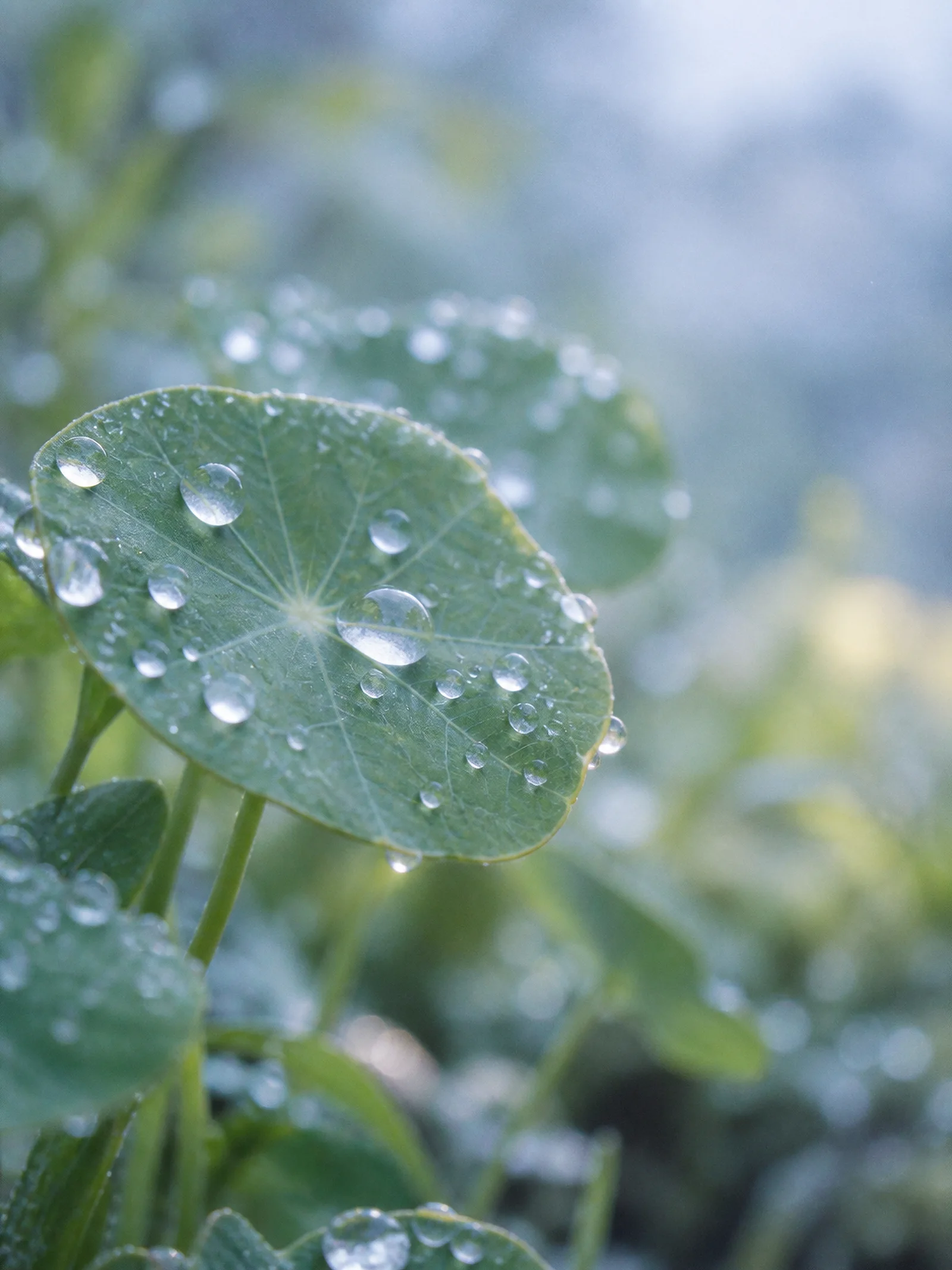 Raindrops on Round Nasturtium Leaves — AI-generated photograph