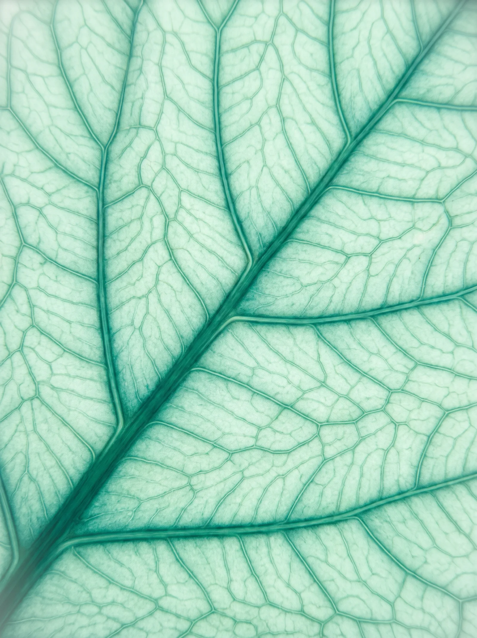 Backlit Jade Leaf Vein Network — AI-generated photograph