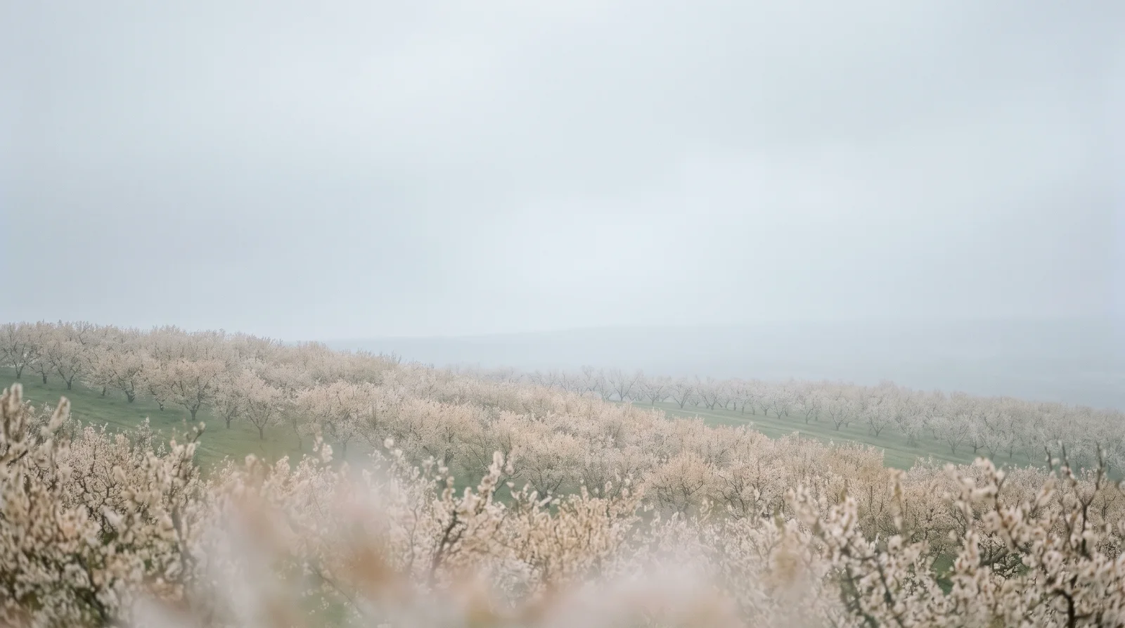 Blossoming Orchard Slope Under an Overcast Sky — AI-generated photograph