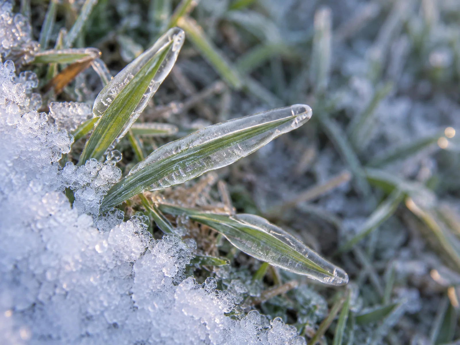 Clear Ice Sheaths Beside Melting Snow — AI-generated photograph