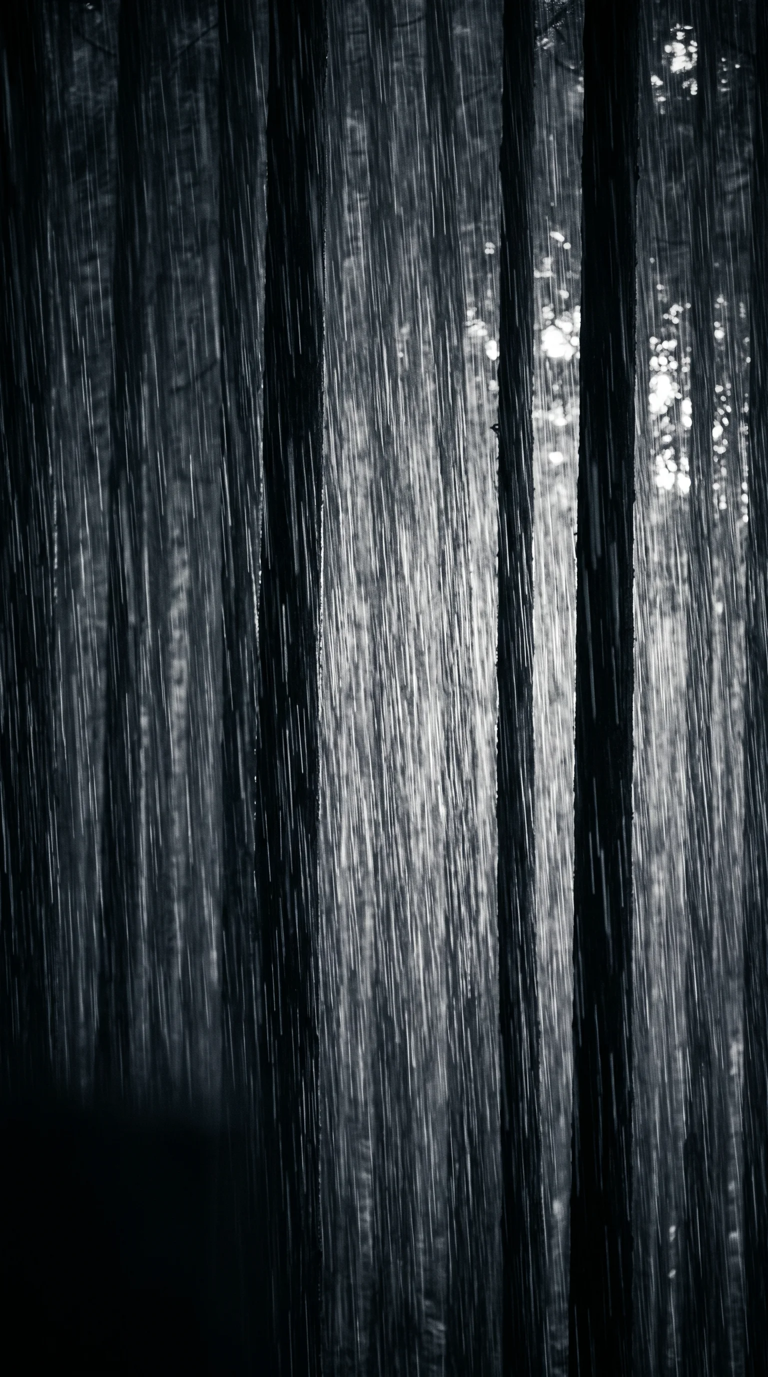 Backlit Rain Between Cedar Trunks in Monochrome — AI-generated photograph