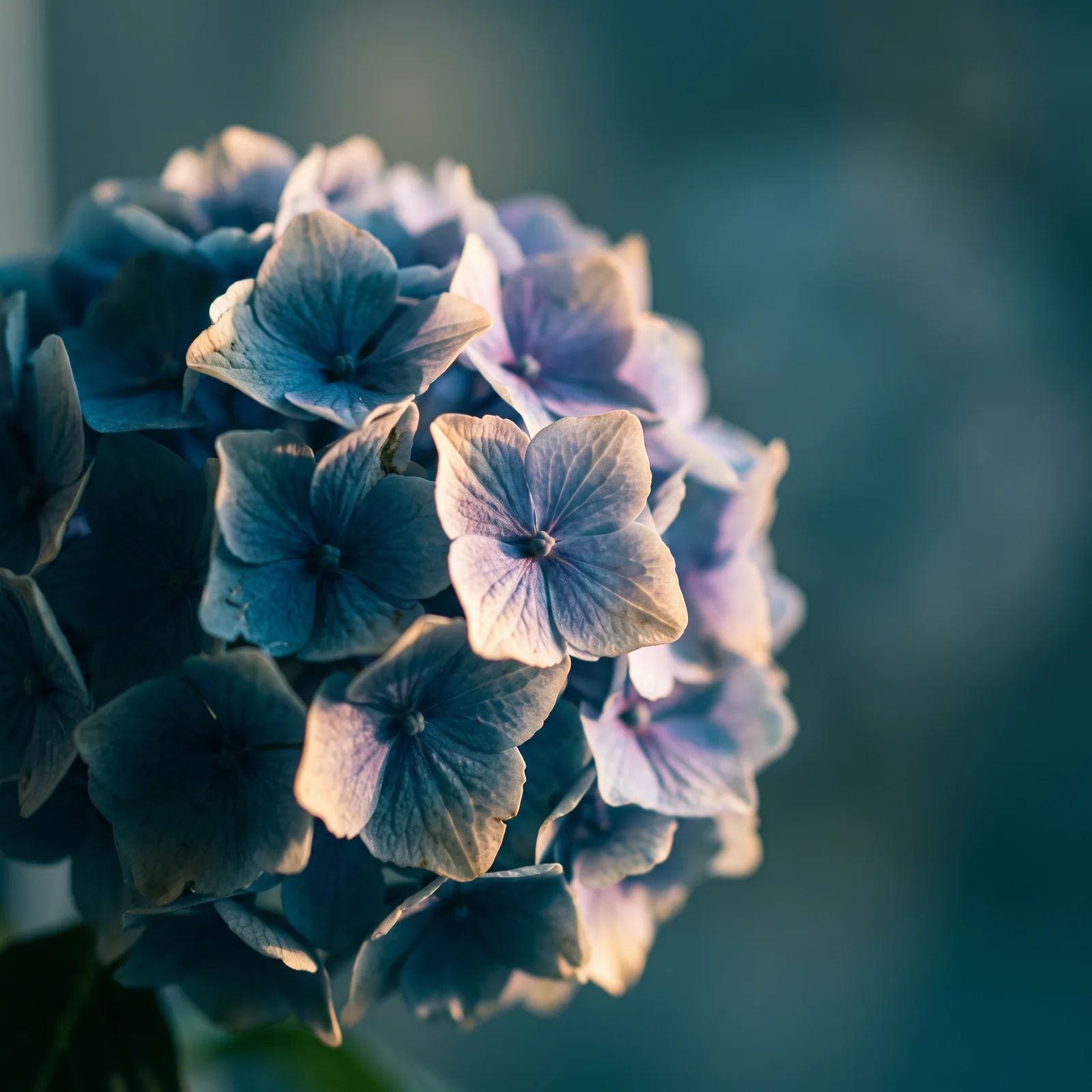 Backlit Blue Hydrangea Blossoms Close-up — AI-generated photograph