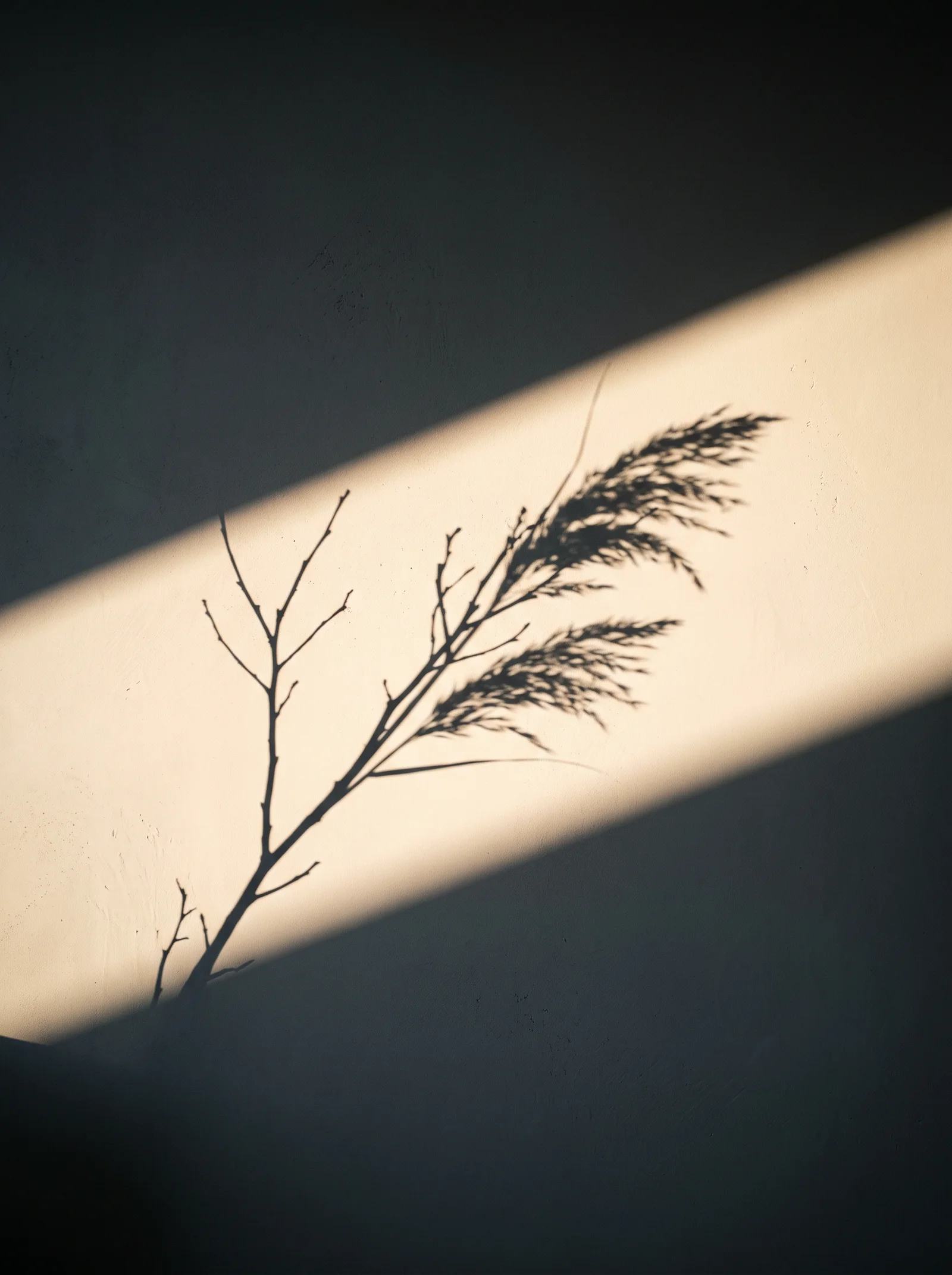 Branch Shadow on a Cream Plaster Wall — AI-generated photograph
