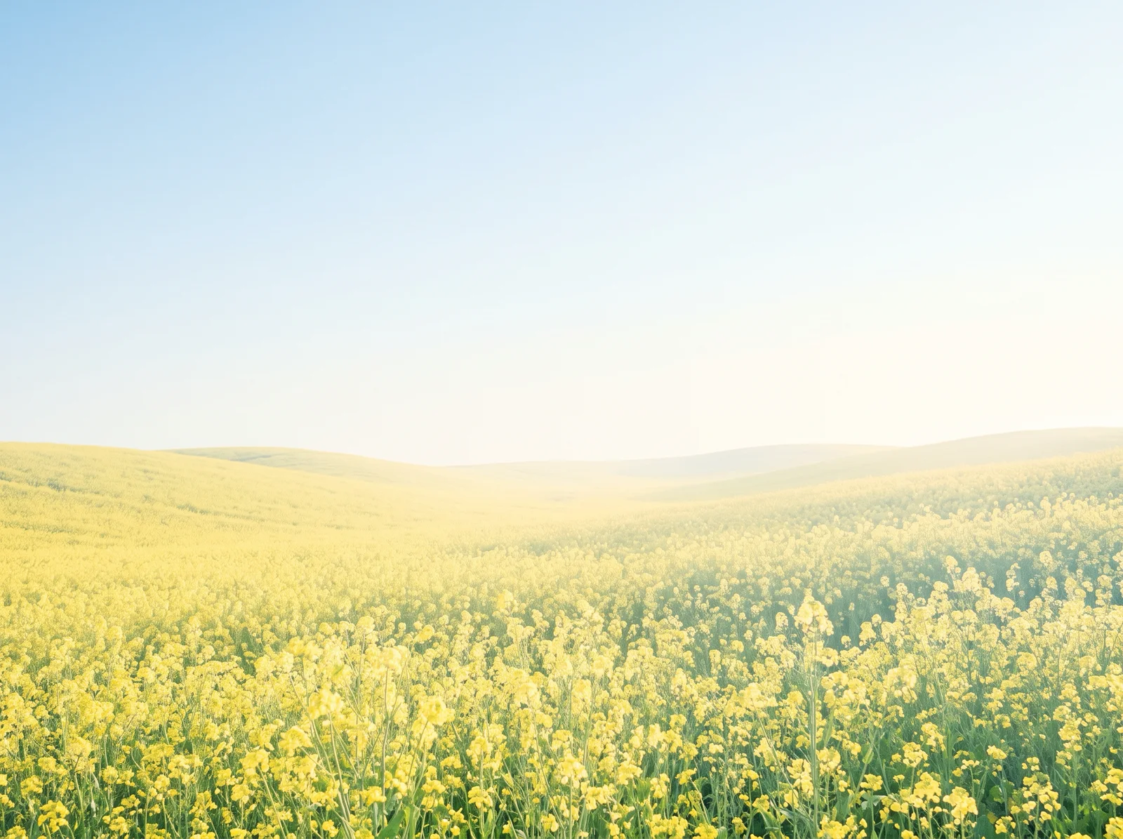 Yellow Rape Field Under a Pale Sky — AI-generated photograph