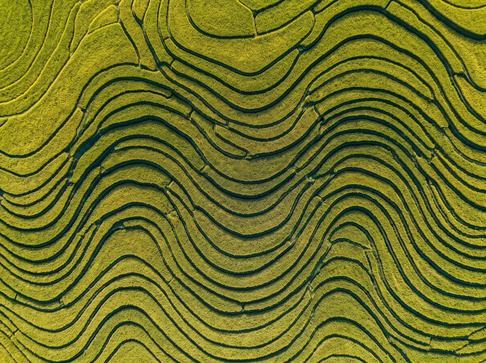 Aerial View of Terraced Rice Fields — AI-generated photograph