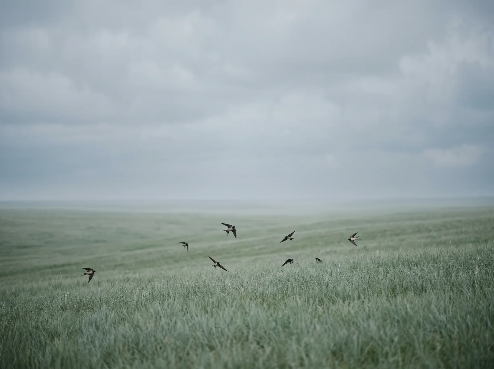 Swallows Wheeling Above a Green Meadow — AI-generated photograph