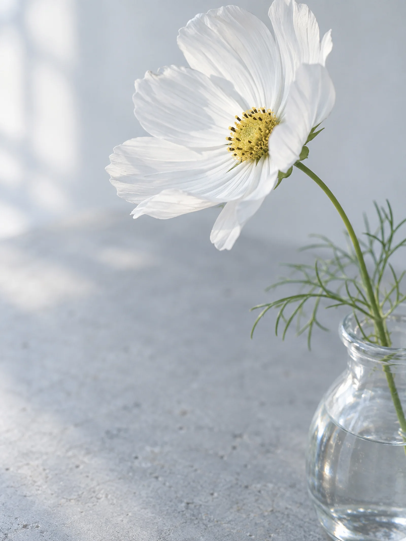 White Cosmos Seen Above a Vase — AI-generated photograph