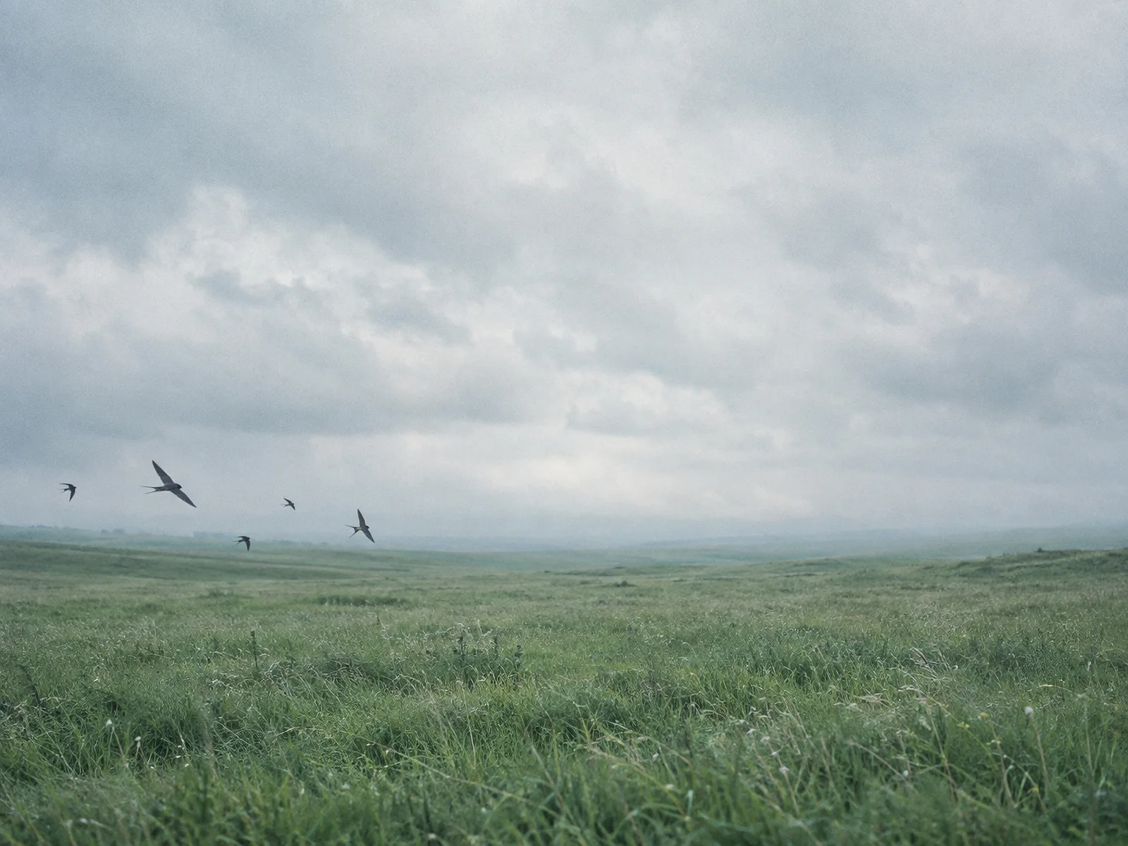 Swallows Flying Left Above a Green Meadow — AI-generated photograph