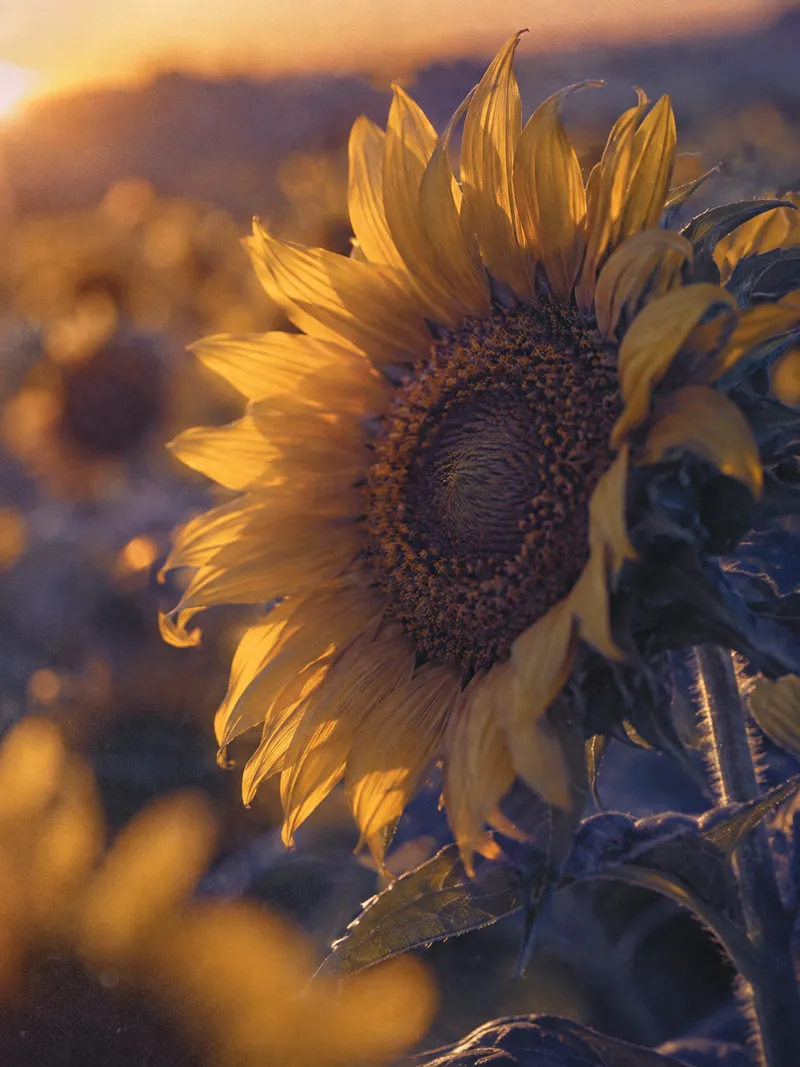 Sunflower Petals in Violet Evening Shadows — AI-generated photograph