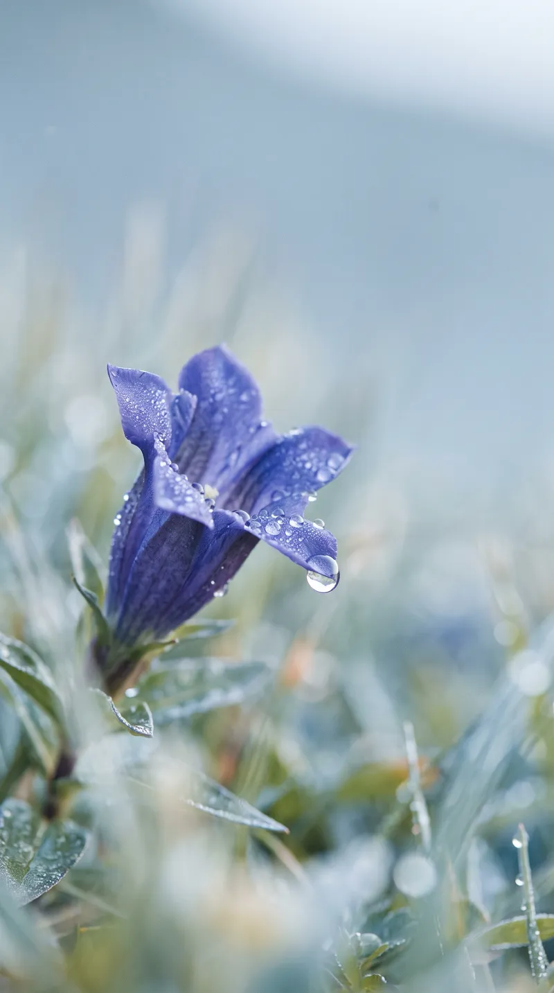 Dew on Blue Gentian Petals in Cool Light — AI-generated photograph