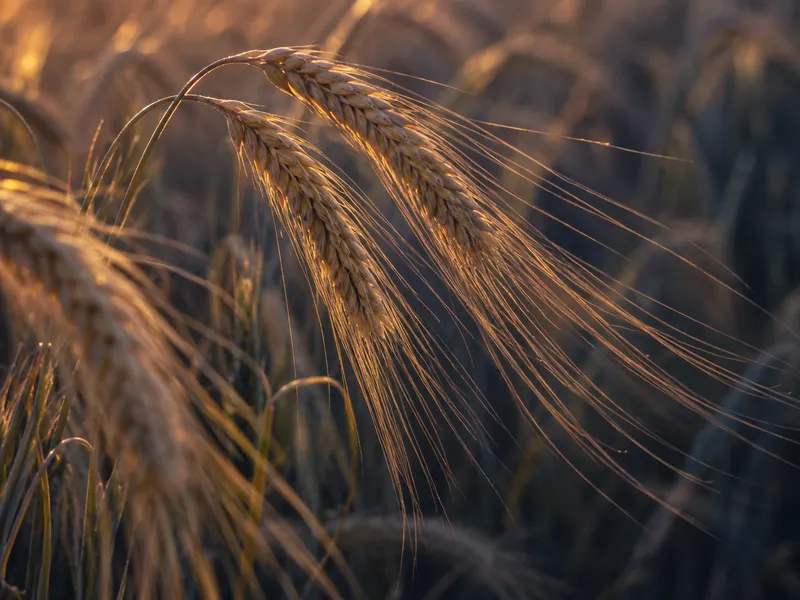Barley Ears in Evening Backlight — AI-generated photograph