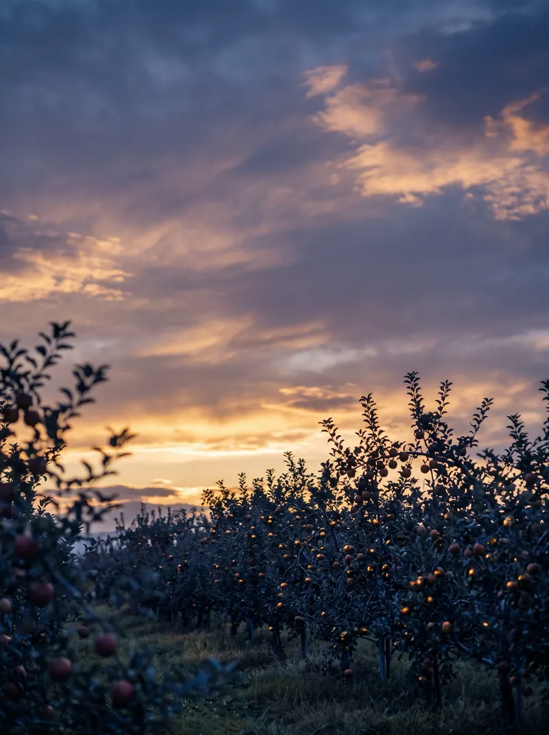 Apple Orchard Rows Under an Amber Dusk Sky — AI-generated photograph