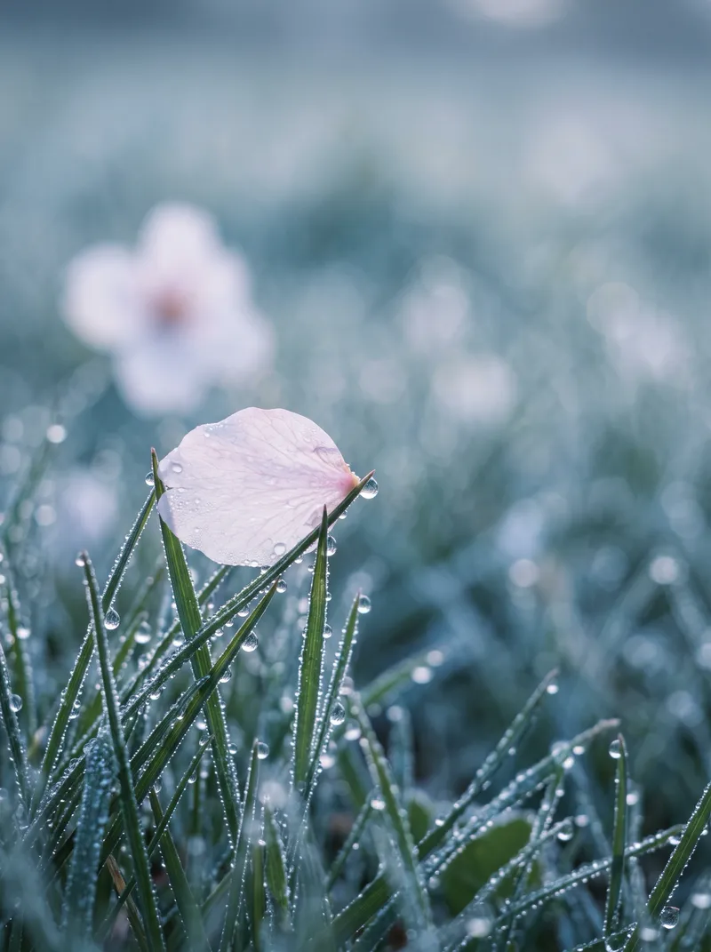 Cherry Petal on Dewy Spring Grass — AI-generated photograph