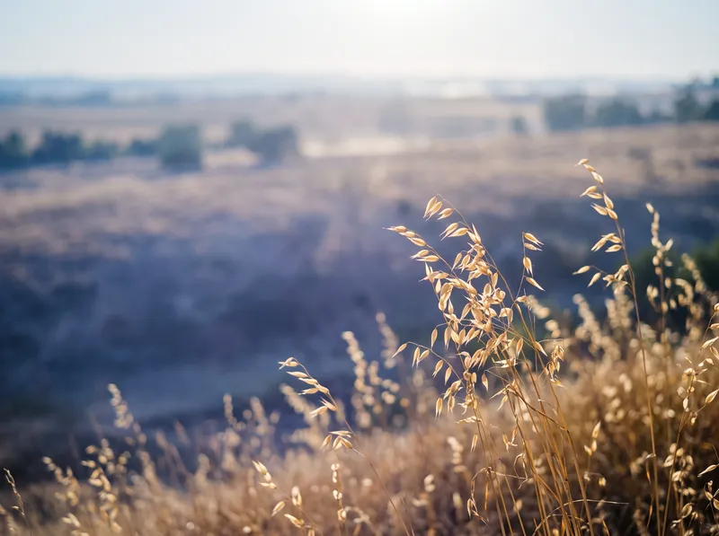 Heat Haze Over a Golden Summer Field — AI-generated photograph