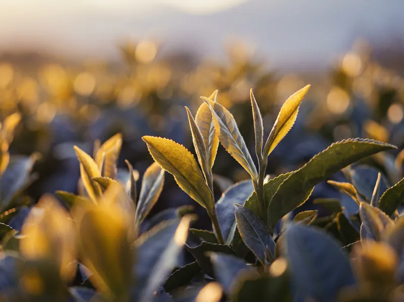 Sunlit Tea Bush Tops at Dusk — AI-generated photograph