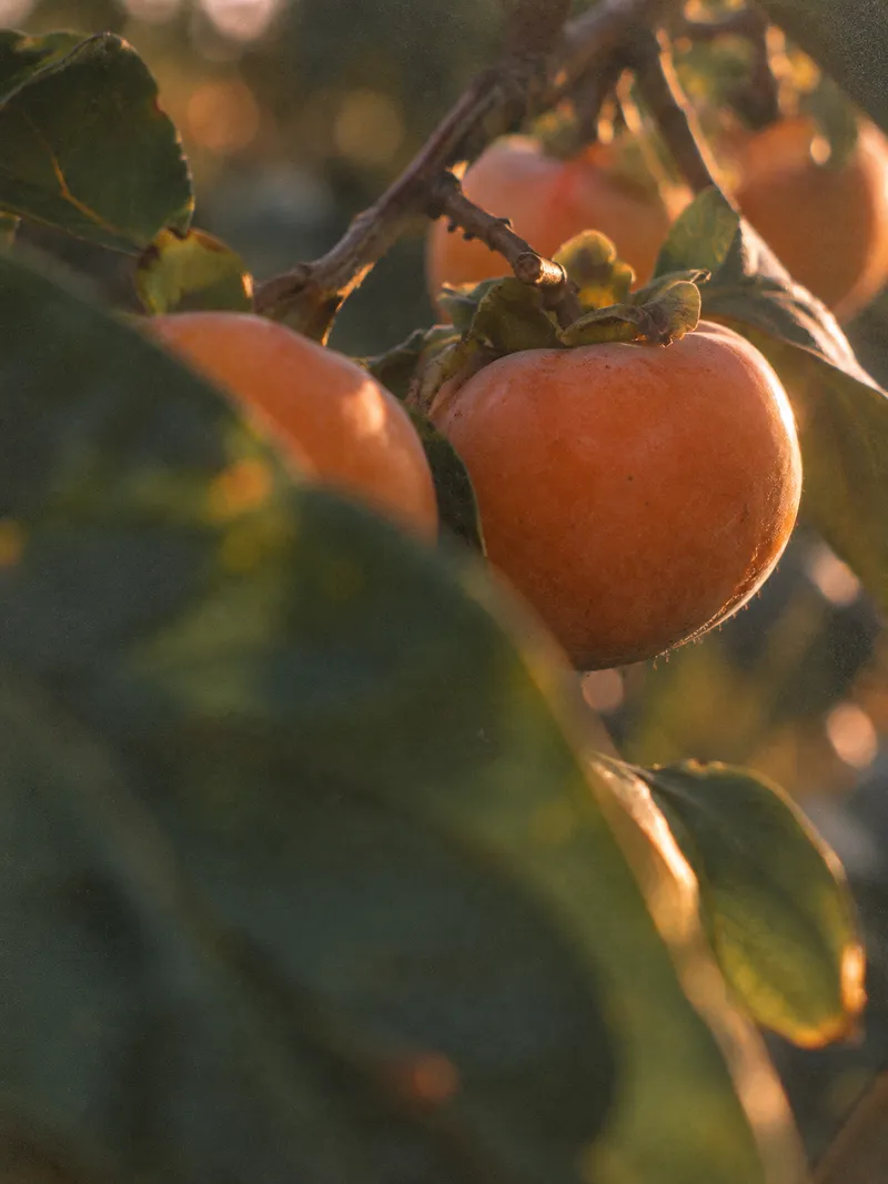 Persimmons Seen Through Soft Foreground Leaves — AI-generated photograph