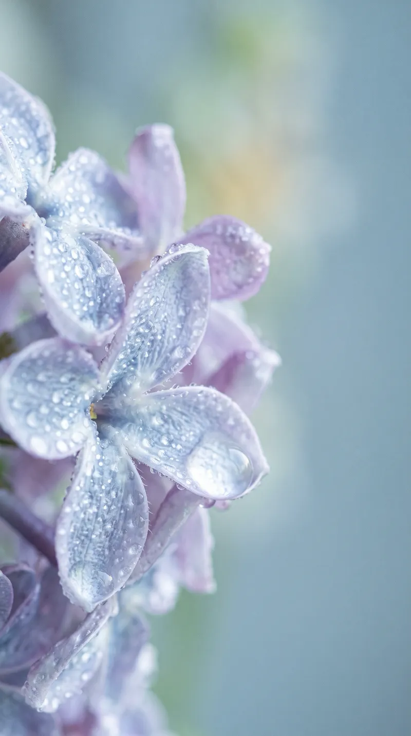 Misted Lilac Petals in Cool Morning Light — AI-generated photograph