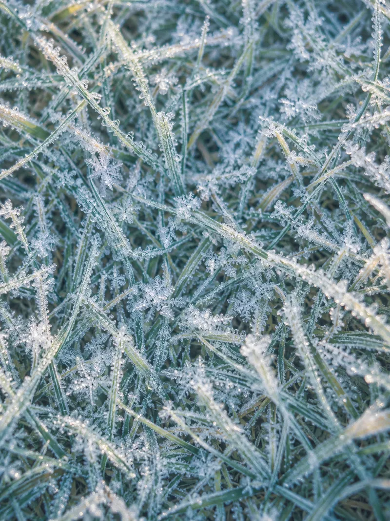 素材_Frost Crystals Across Green Grass — AI-generated photograph