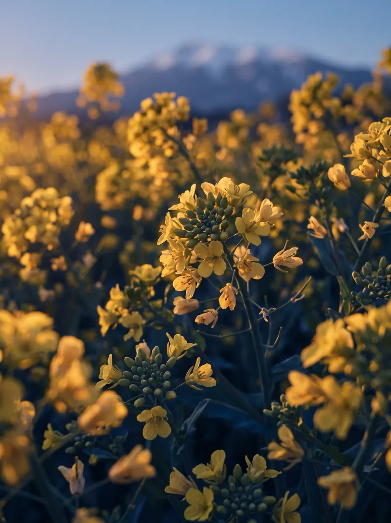 Backlit Rapeseed Blossoms With Violet Shadows — AI-generated photograph