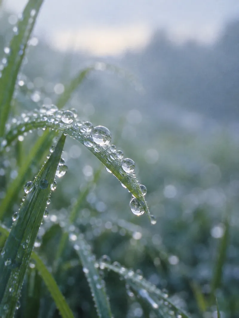 Raindrops Along Fresh Green Grass Blades — AI-generated photograph
