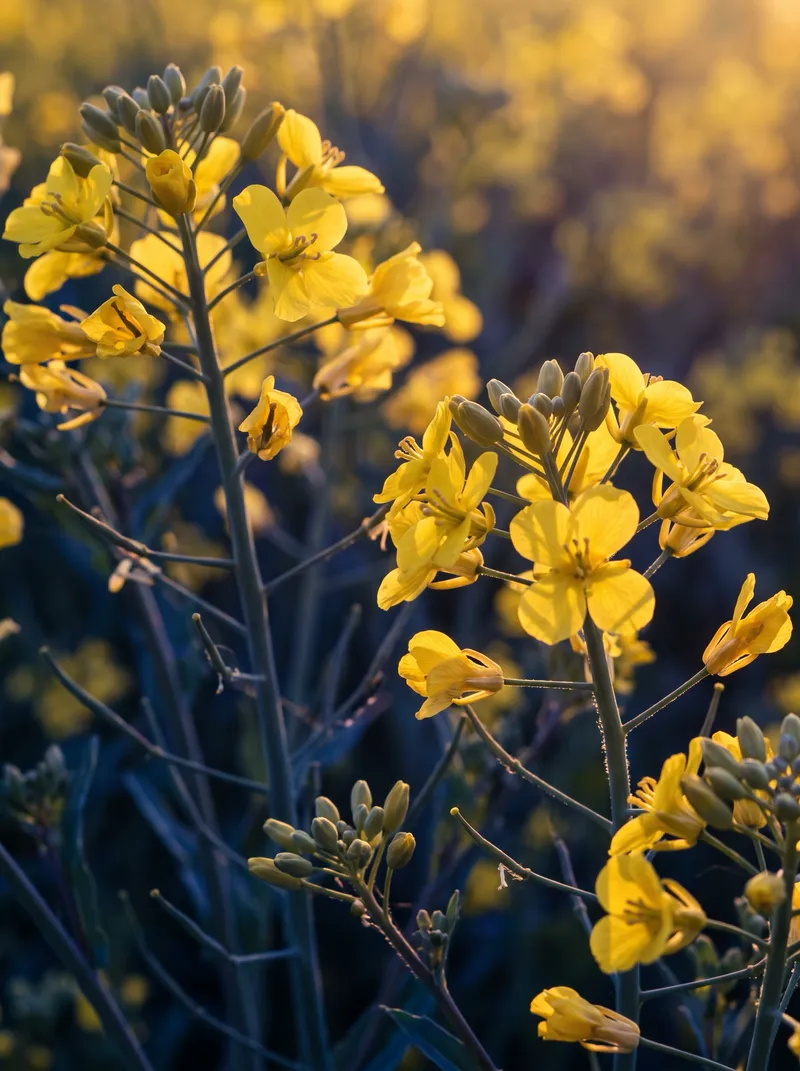 Backlit Rape Blossoms With Violet Shadows — AI-generated photograph